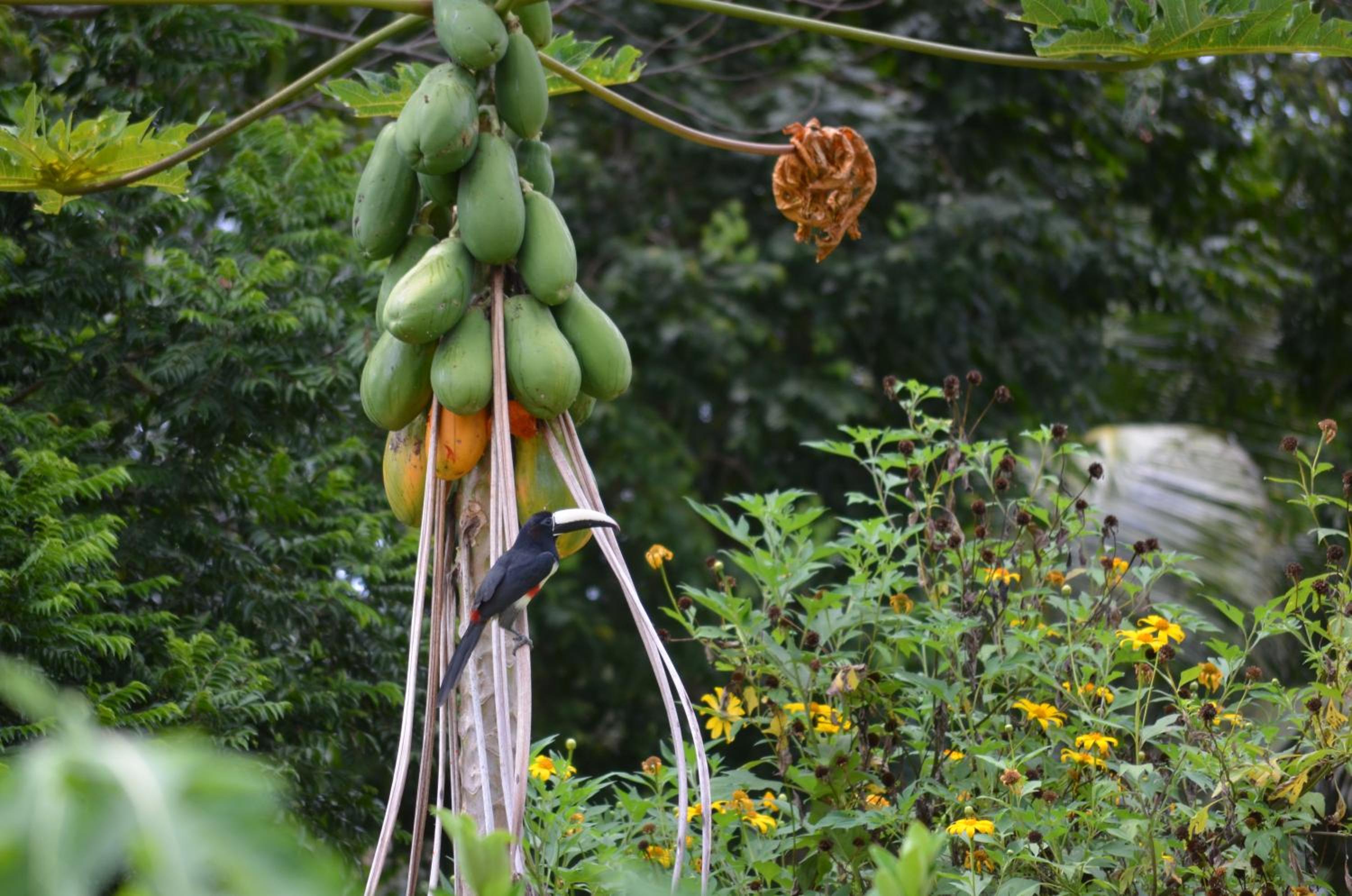 Casa da mata- Vista linda pra mata e jardim privativo