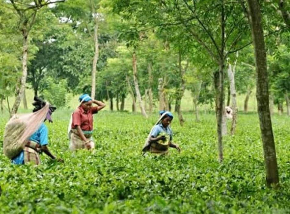Akarshan Bono Bunglow