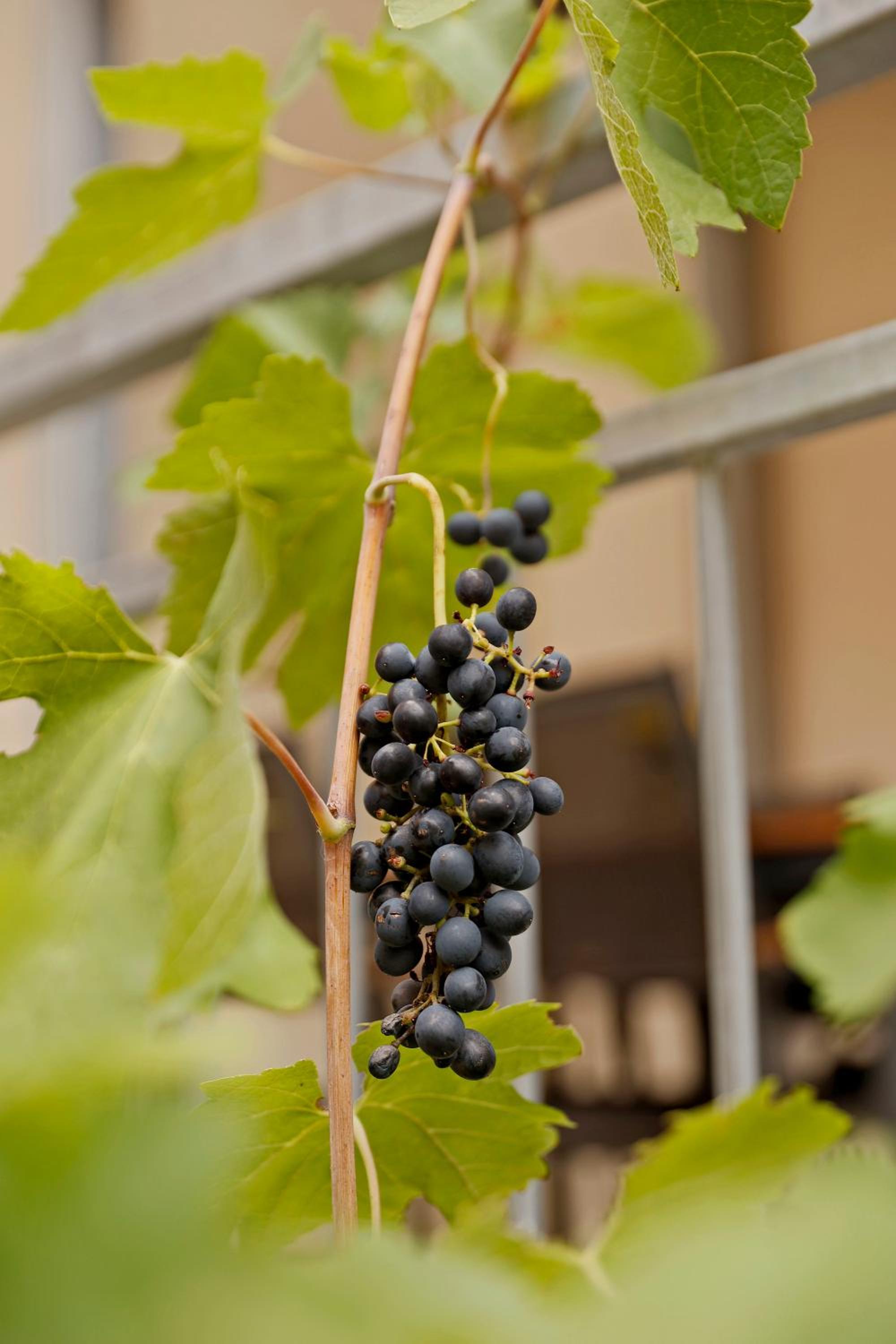 Vinotel Weinstrasse