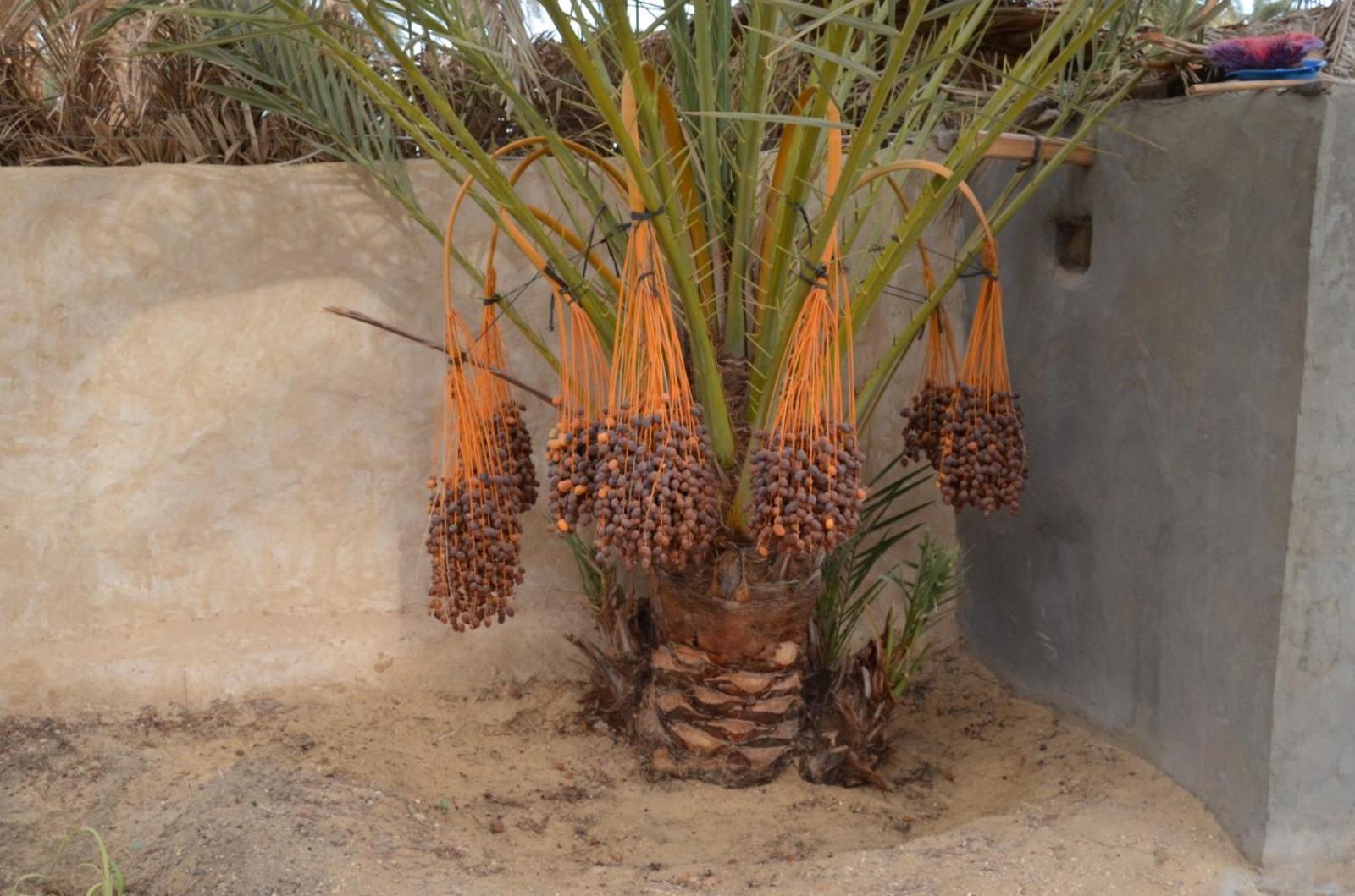 Siwa Spot - March is one of the best months in Siwa, with beautiful spring weather, pleasant sunny days, cooler peaceful nights, and a quiet oasis atmosphe