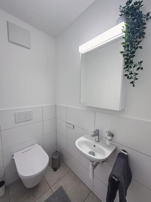 Spacious apartment next to Rhine