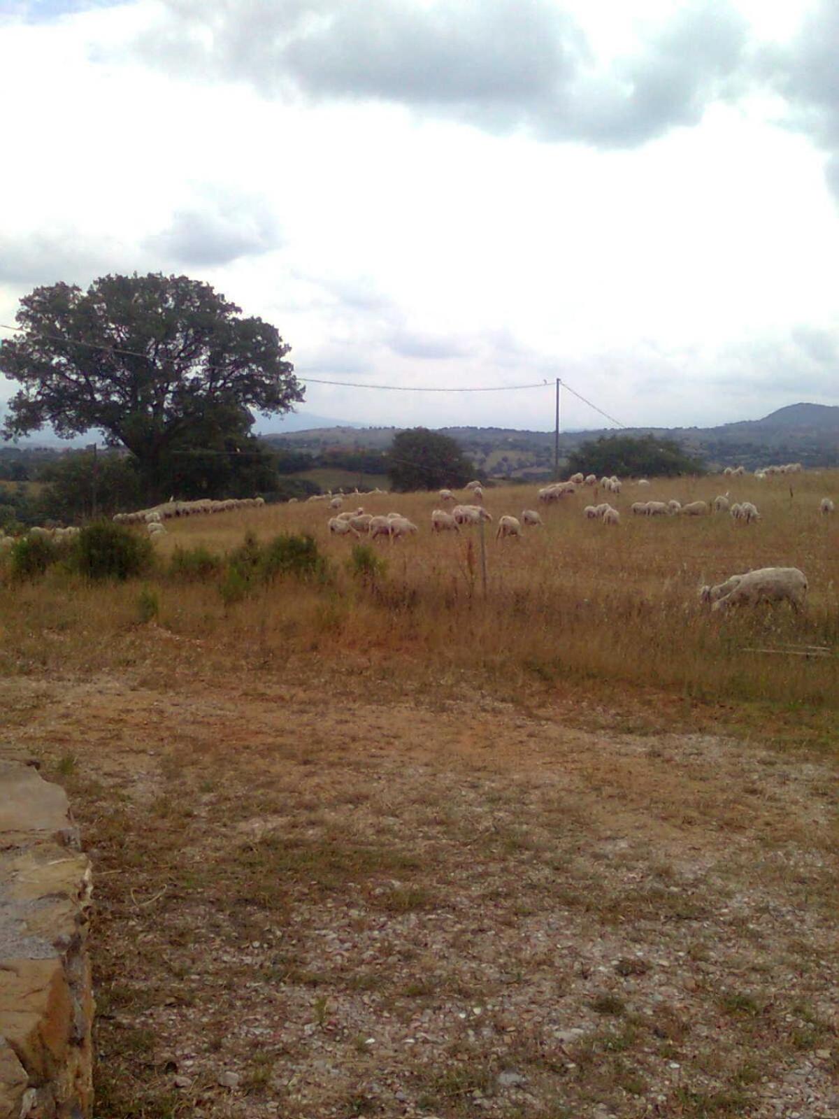 Photo 45