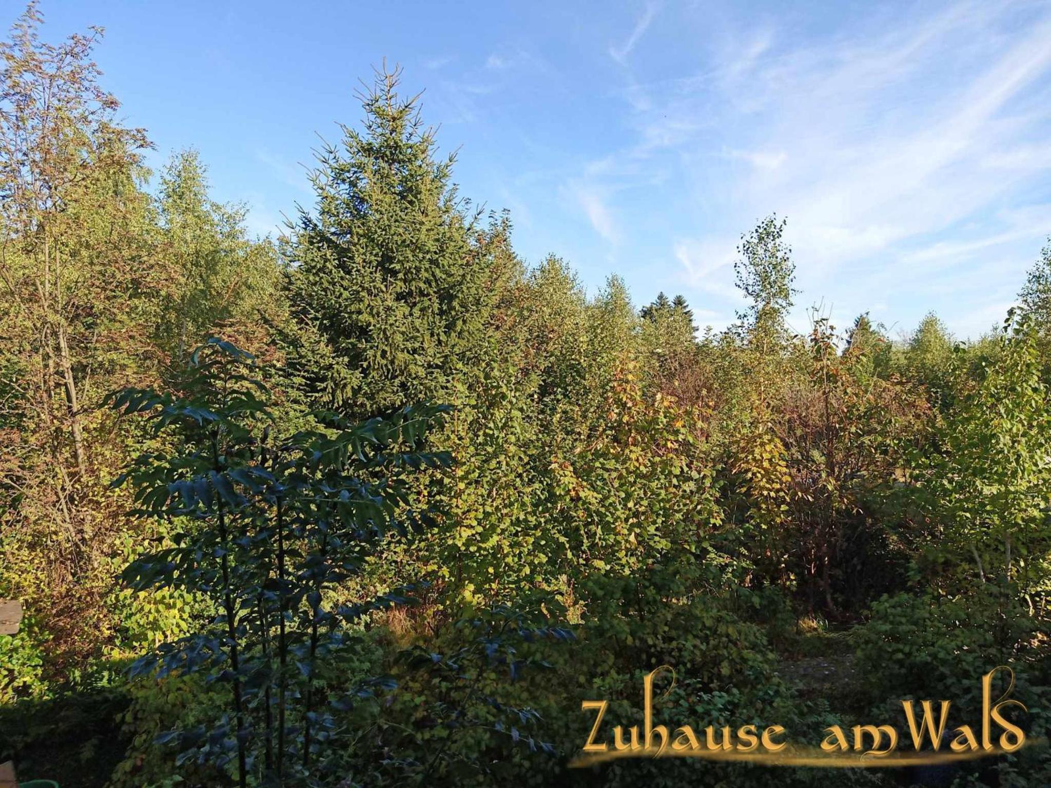 Zuhause Am Wald