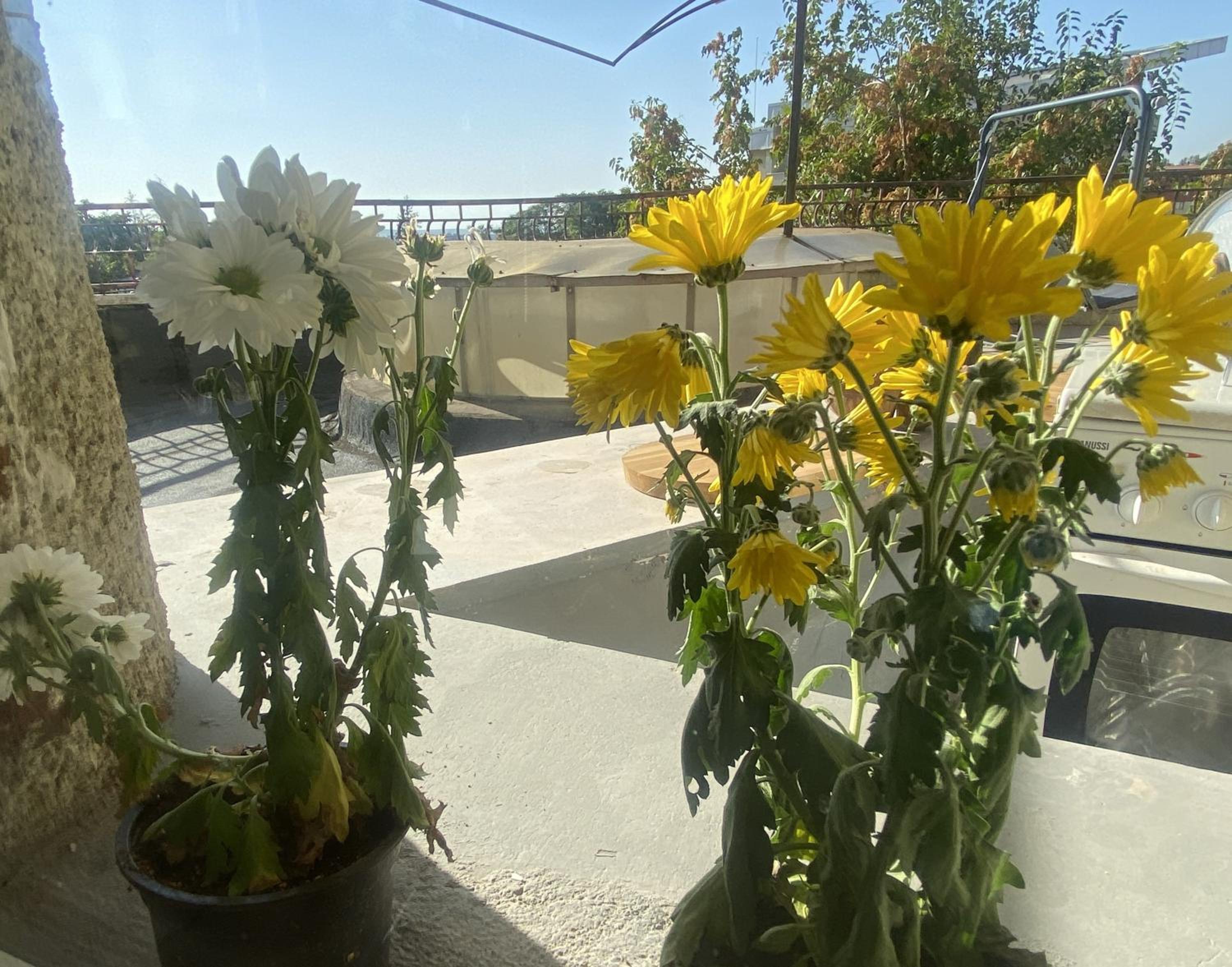 Apartament Olivia
