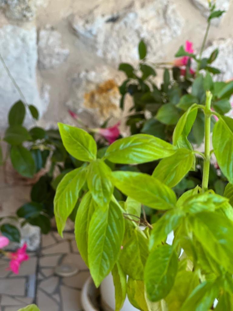 B&B Casale Pietrantica Tropea