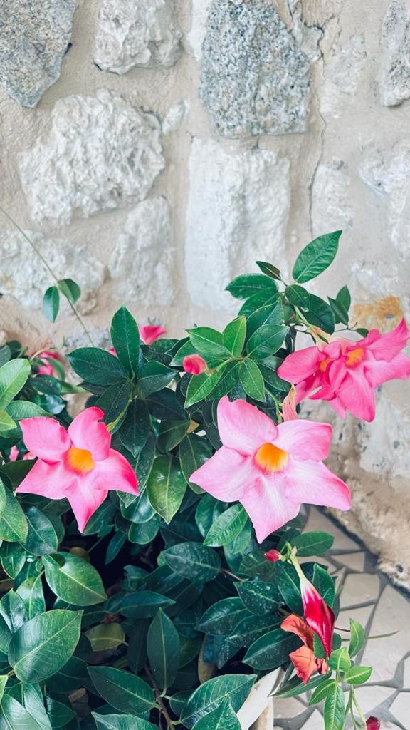 B&B Casale Pietrantica Tropea