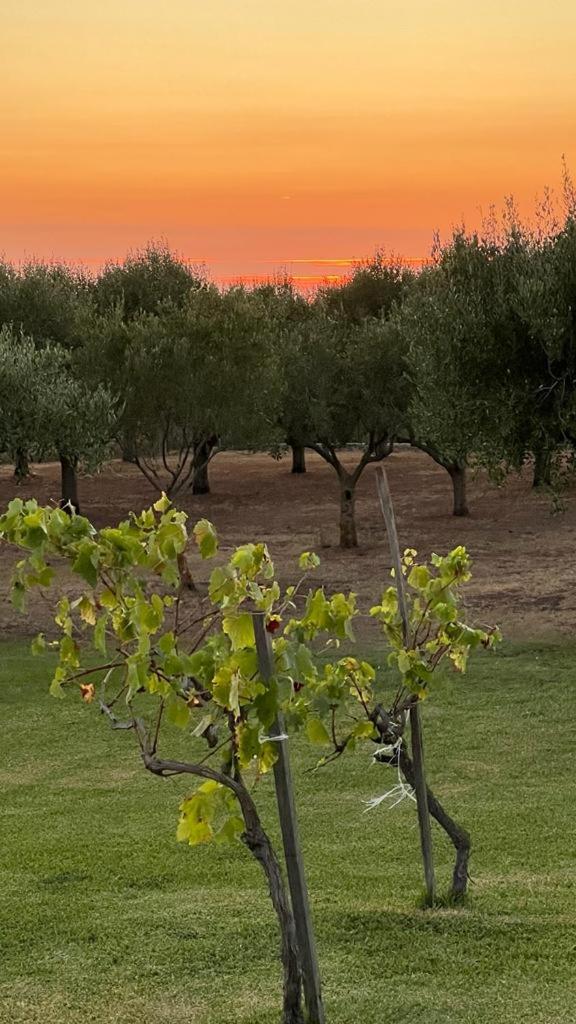 B&B Casale Pietrantica Tropea