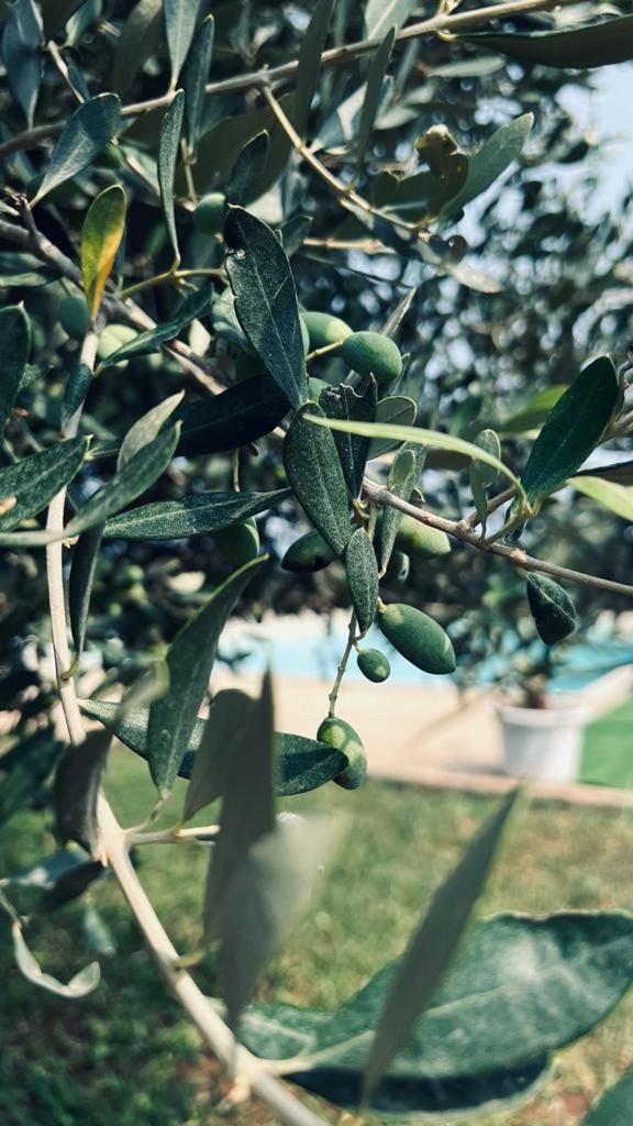 B&B Casale Pietrantica Tropea