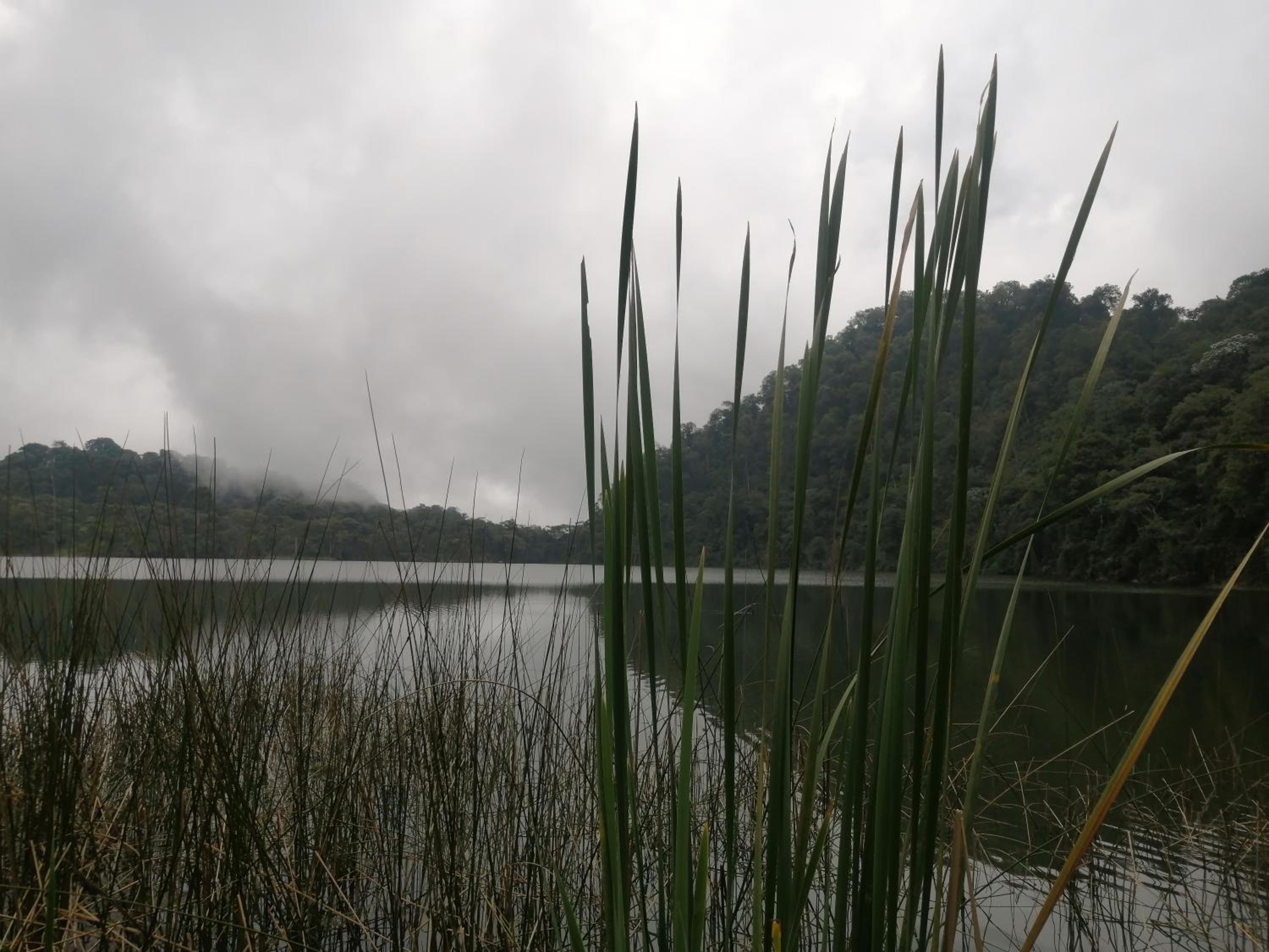 Nuestro Bosque I