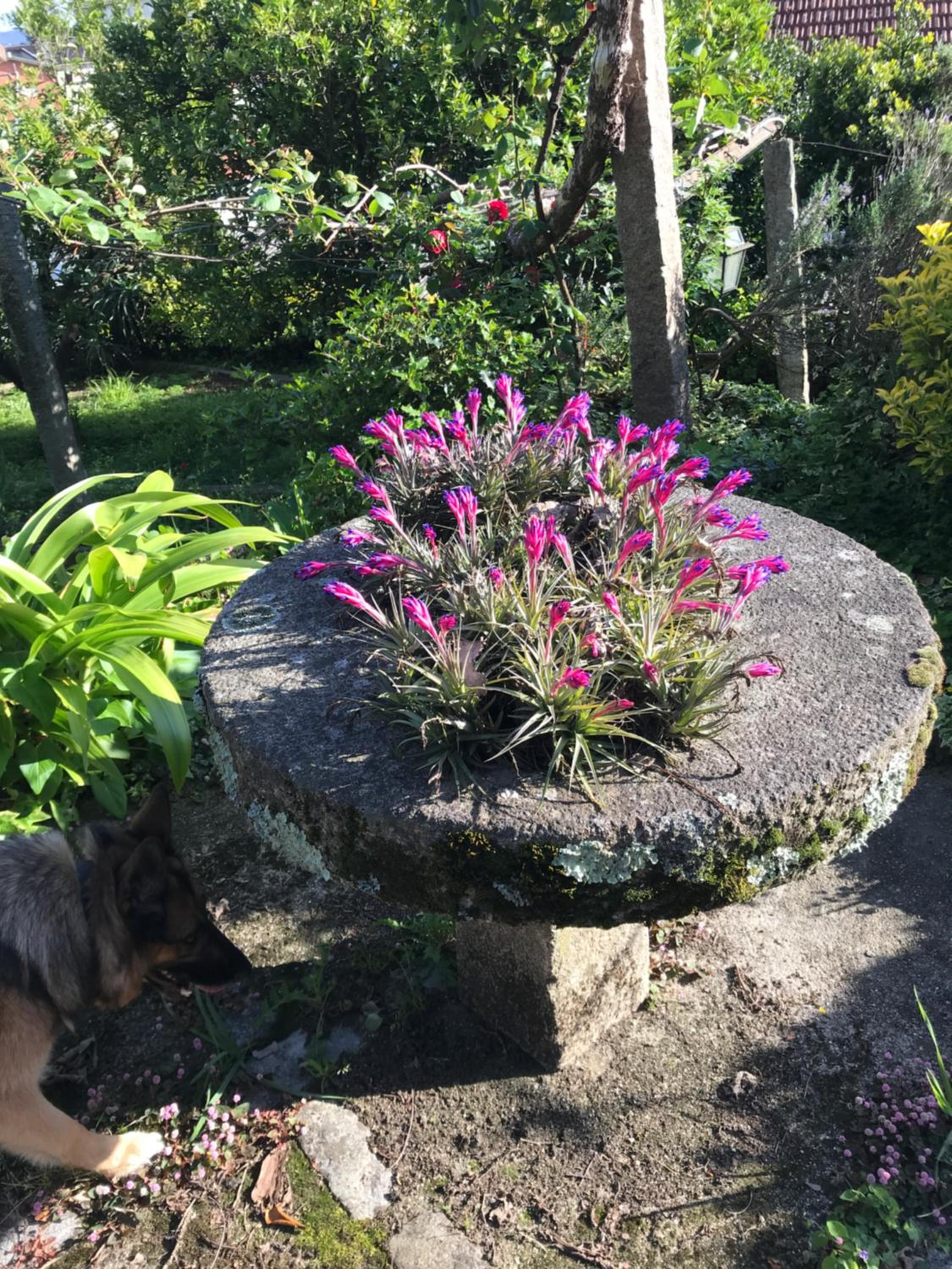 SantiagoFamilyHouse - Casa Velha - Cottage
