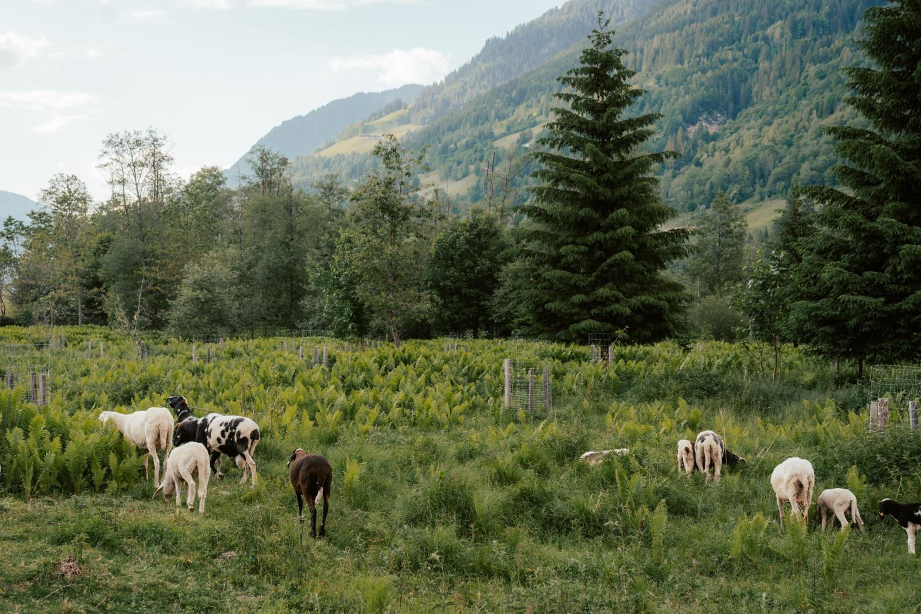 Ferienwohnungen Badbruckerweg- Bad Gastein