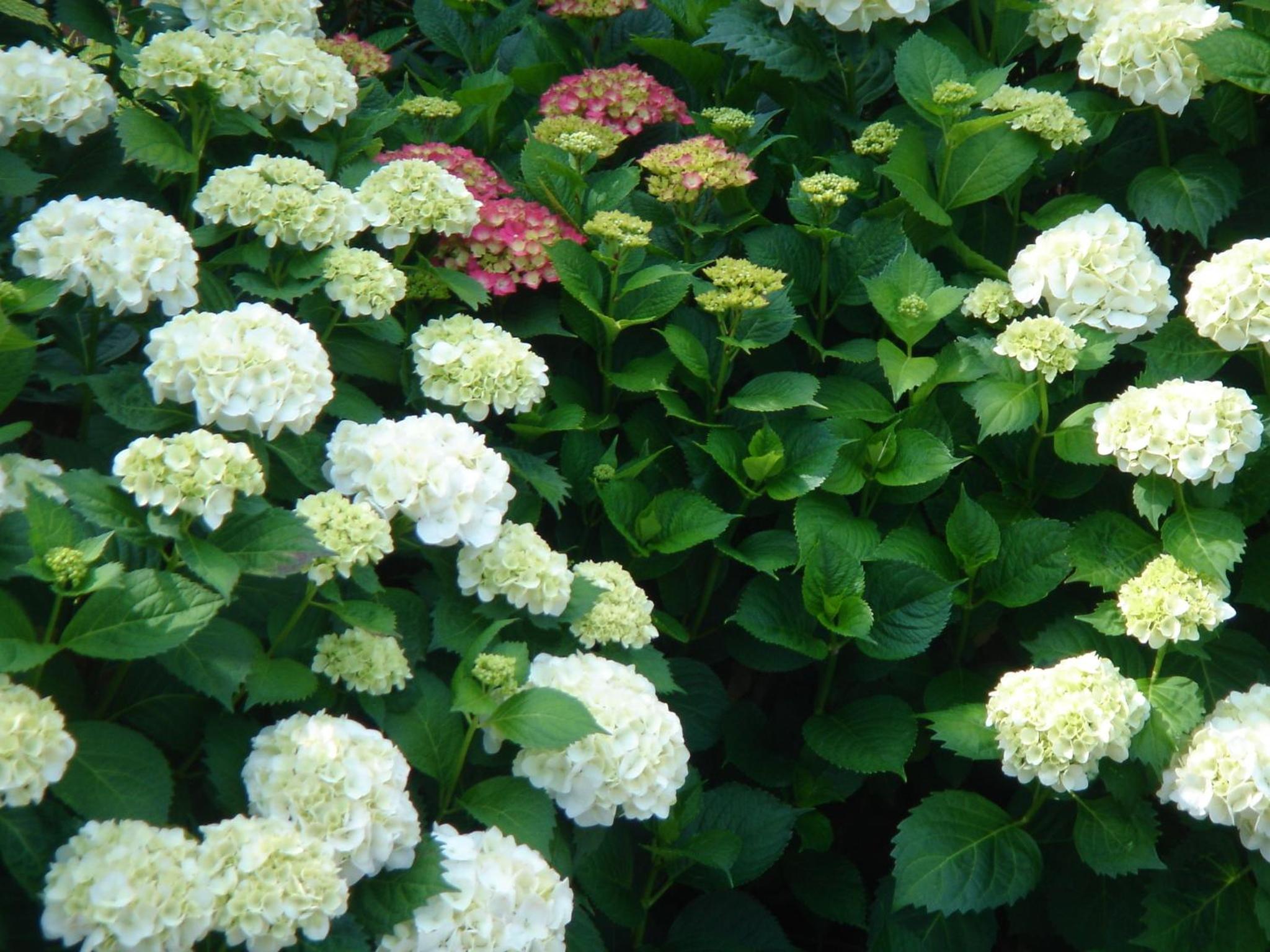 Photo 40