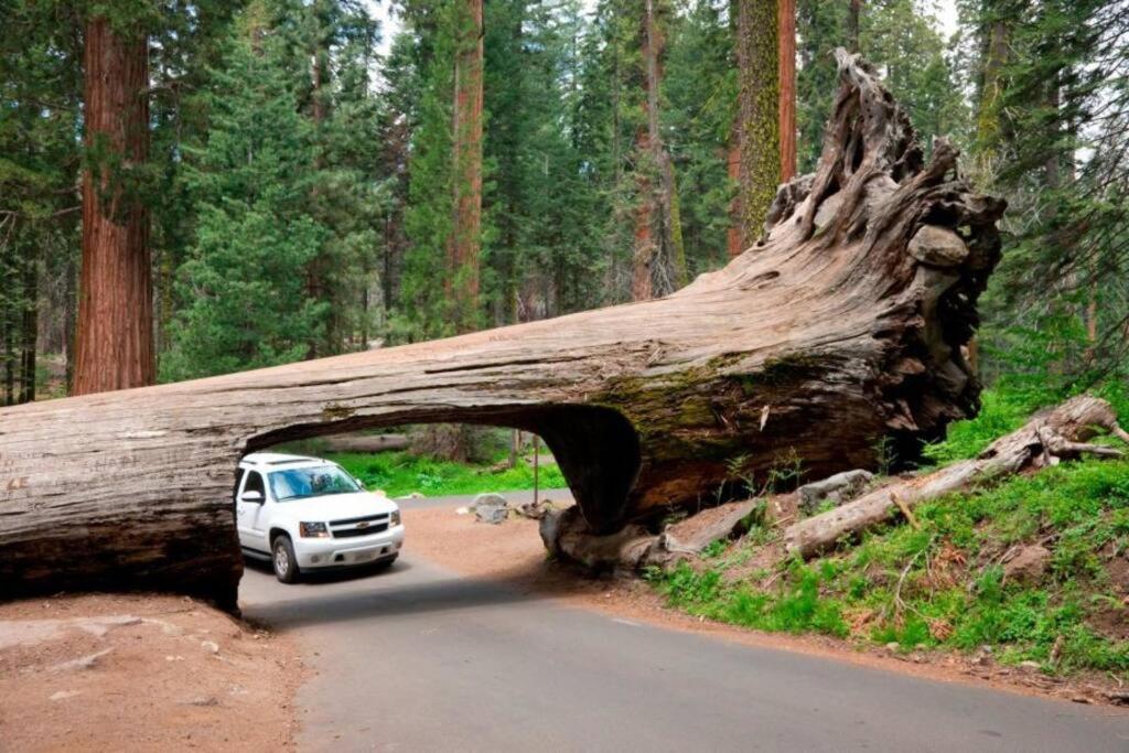 Sequoia Cabin by the River
