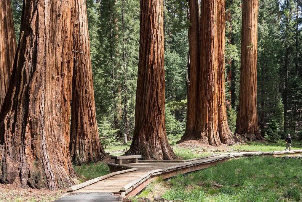 Sequoia Cabin by the River
