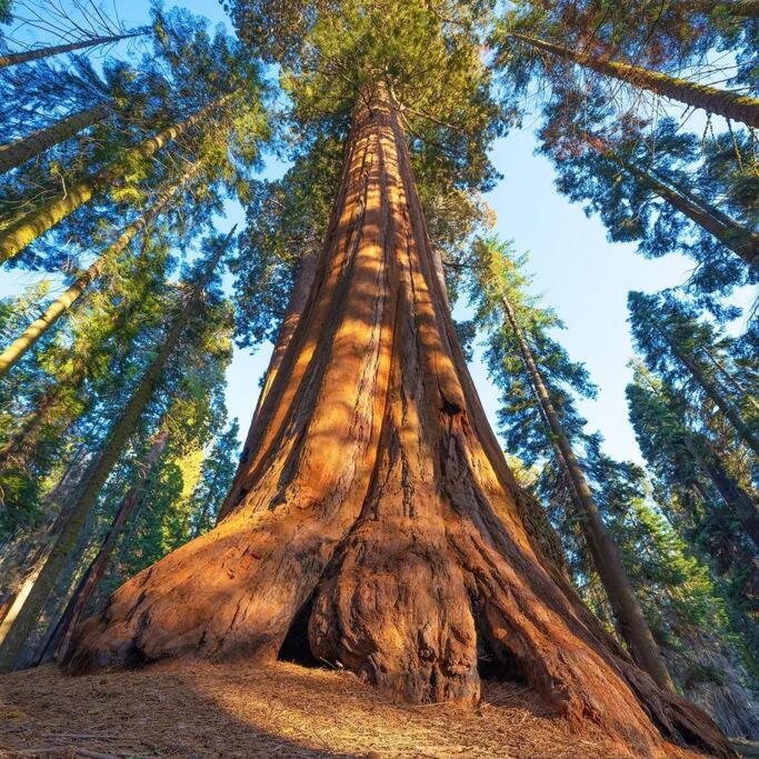 Sequoia Cabin by the River
