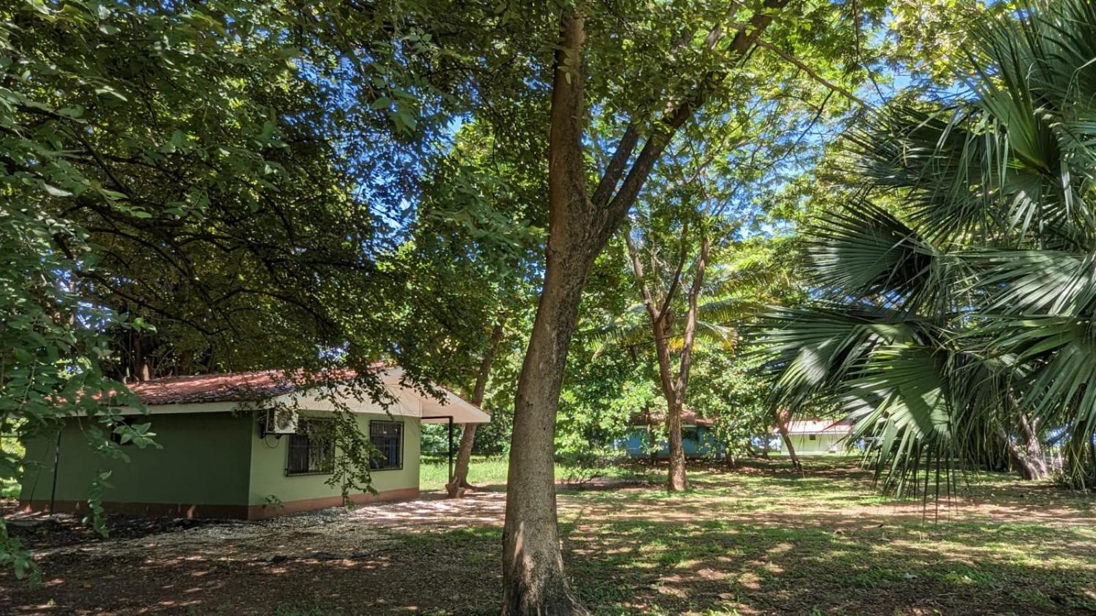 Iguana Street Houses
