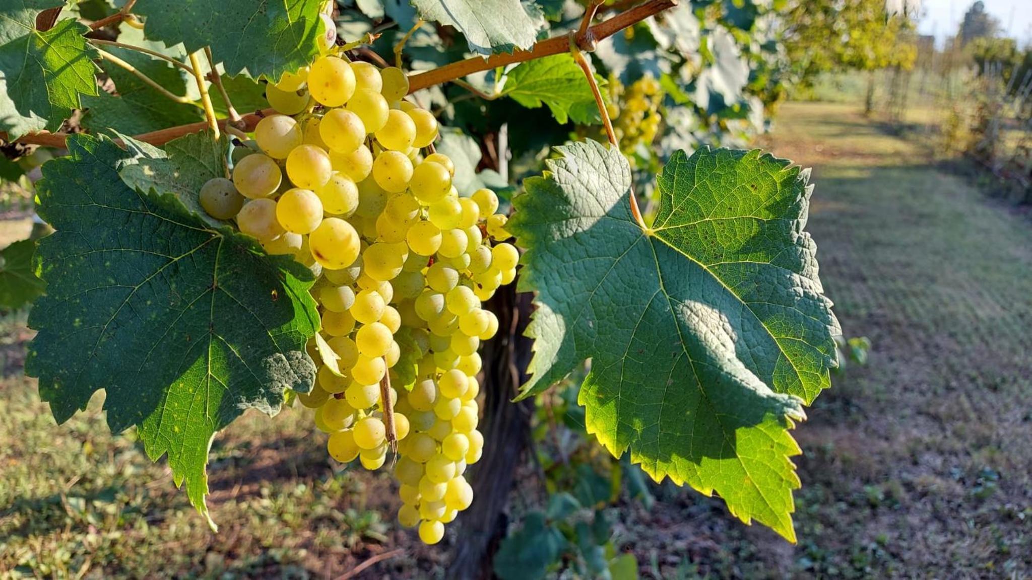 Gocce balsamiche