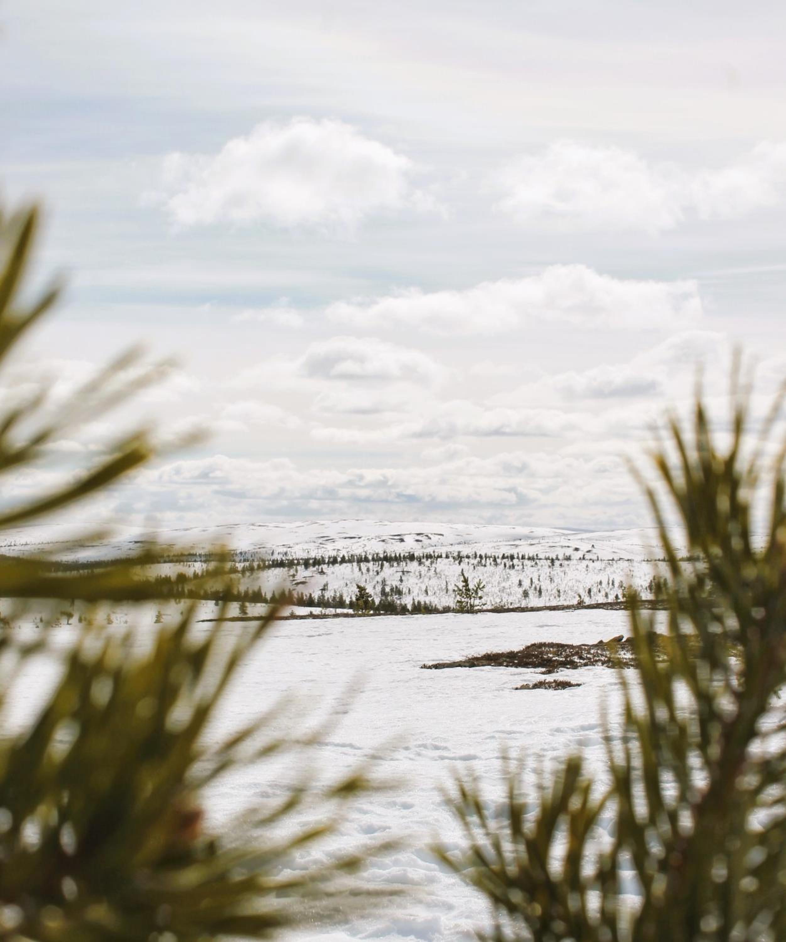 Ivalo River Camping