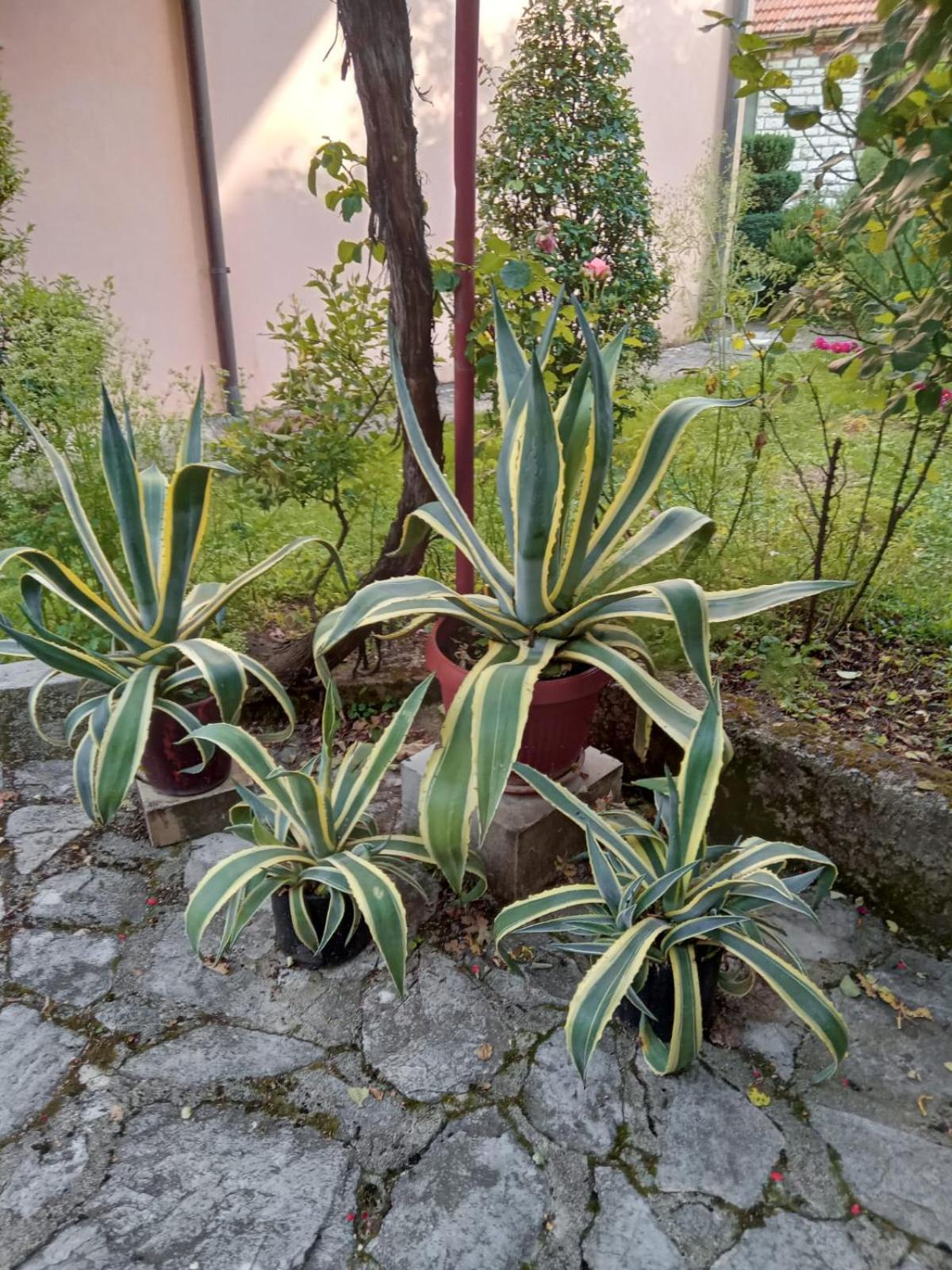 Prenoćište San Rooms
