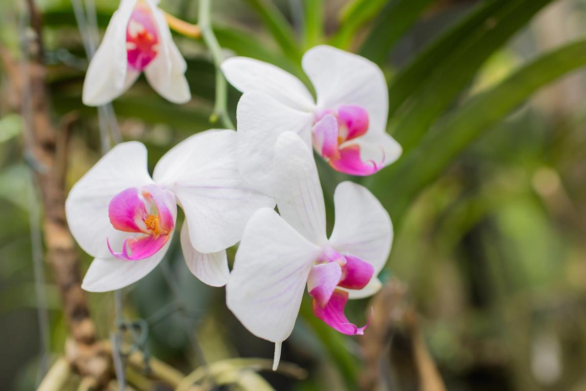 Orquídea Café