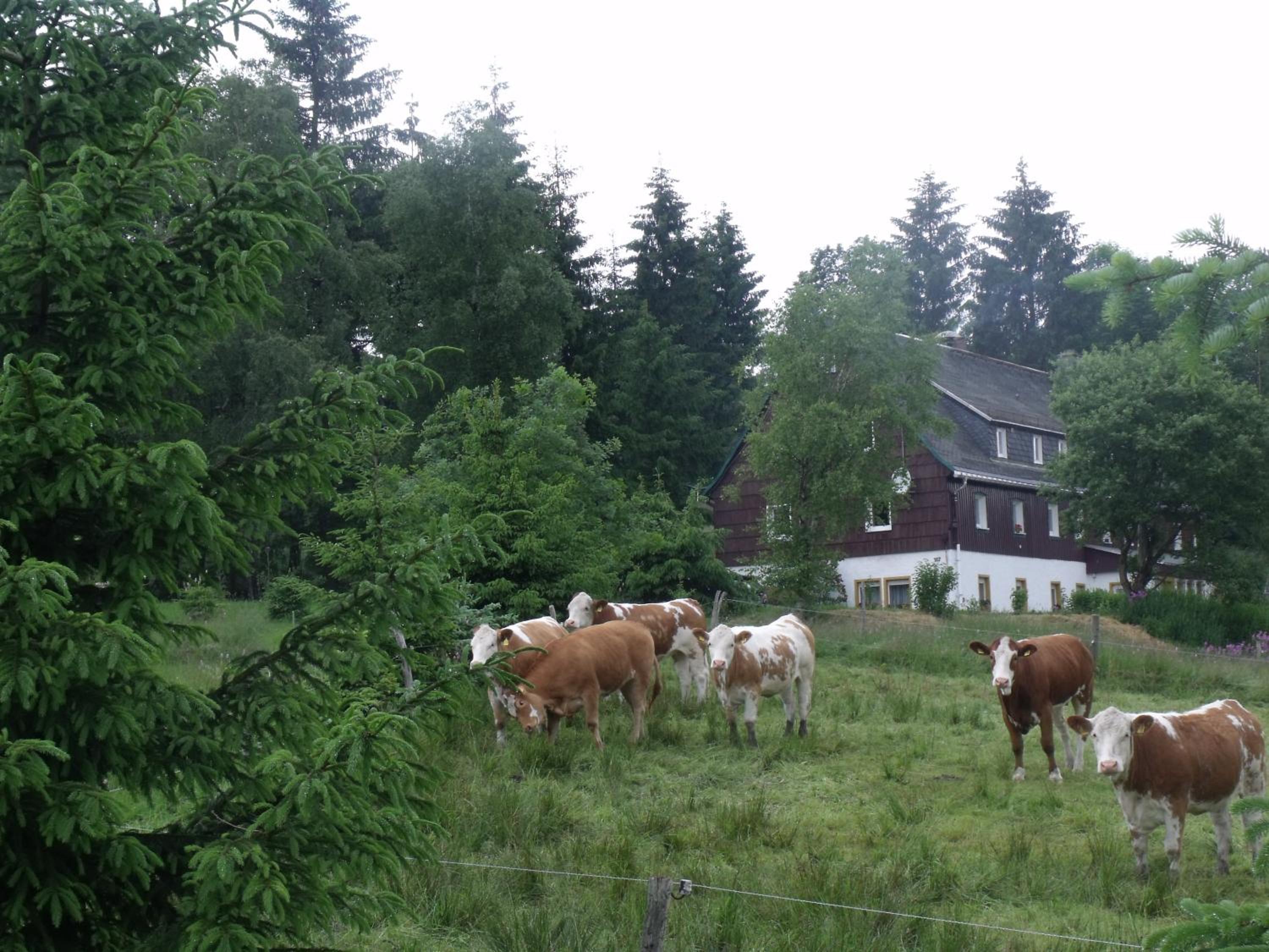 Pension Haus Pentacon