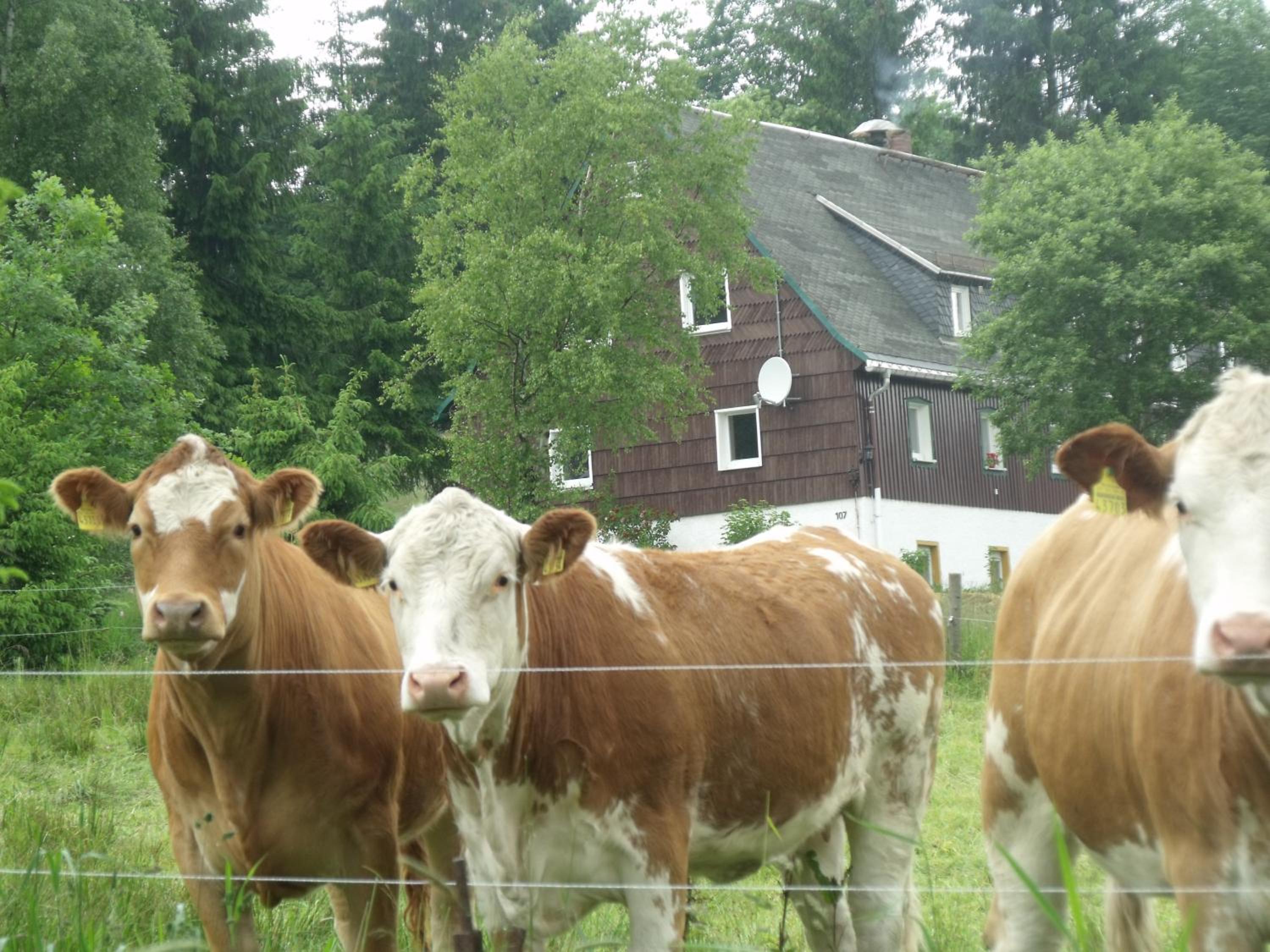 Pension Haus Pentacon