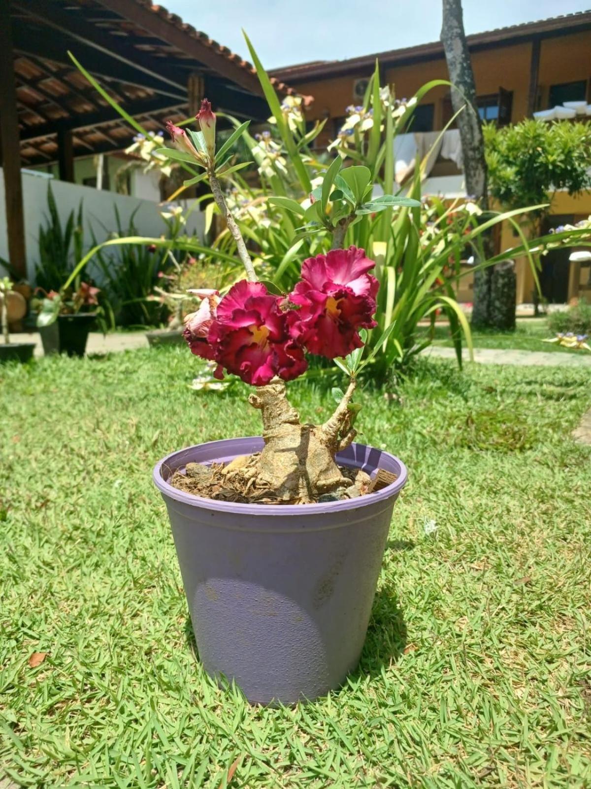 Pousada Flor de Lotus