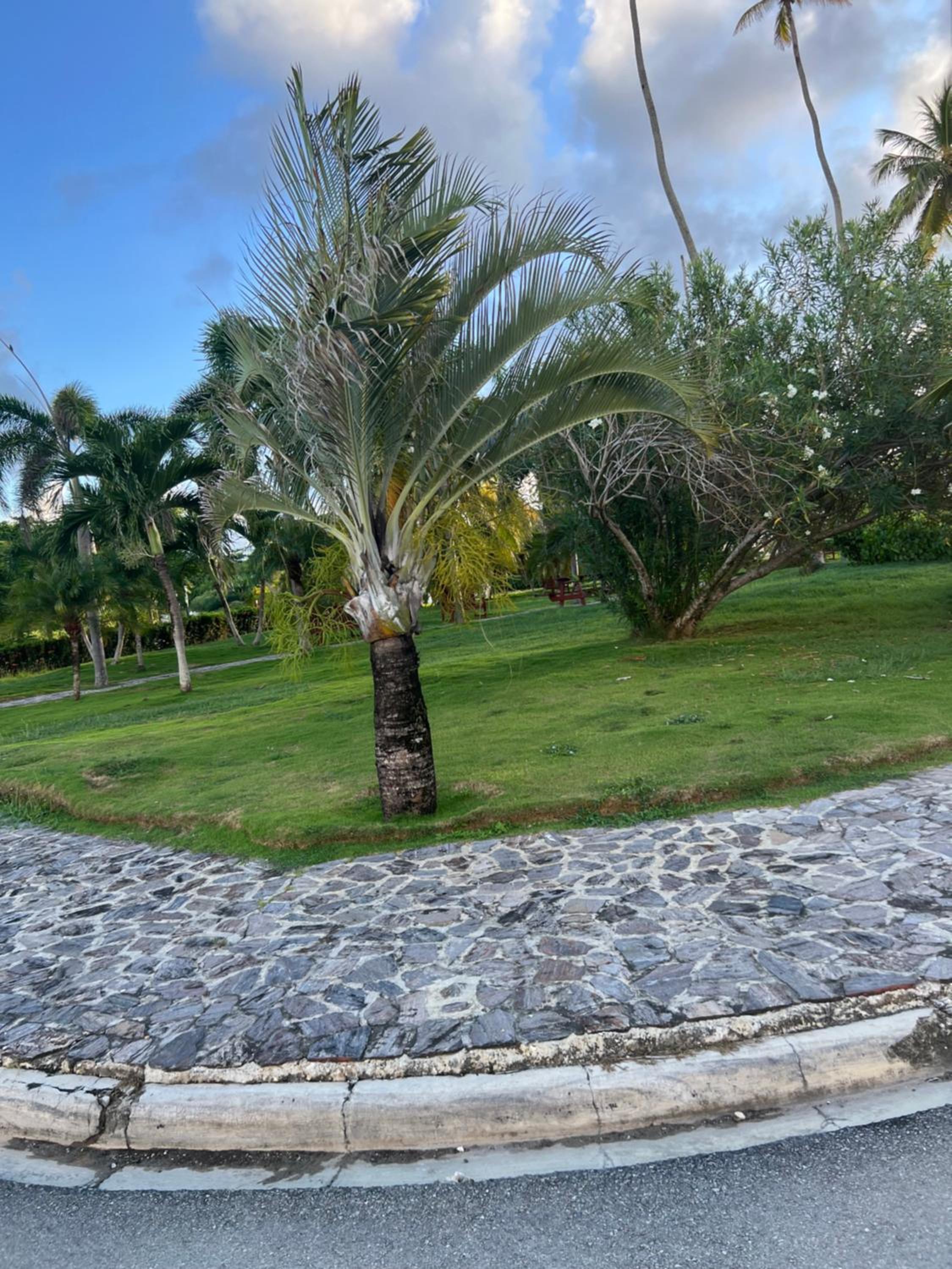 Cabos de Cabrera