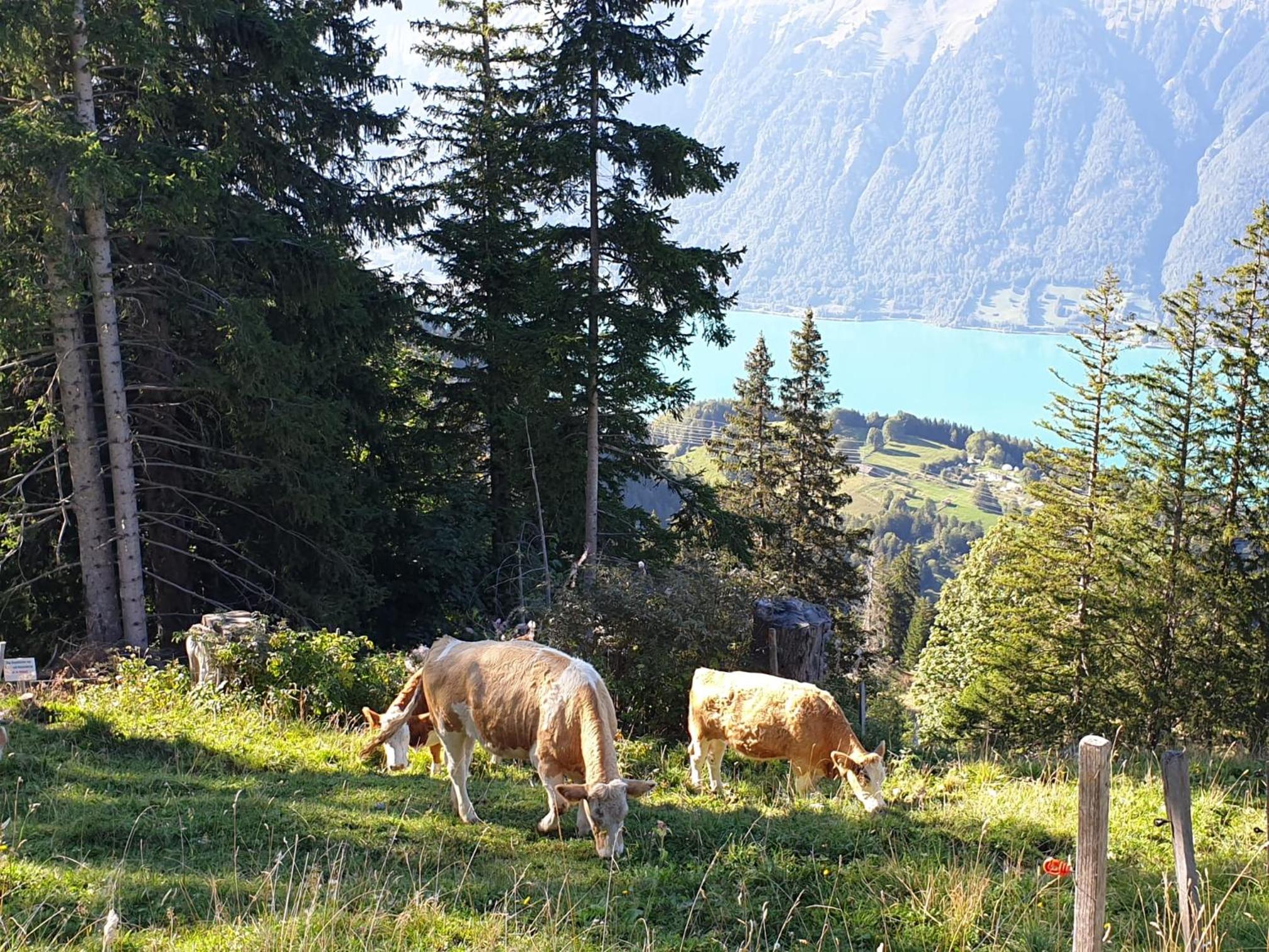 Burehüsli Axalp