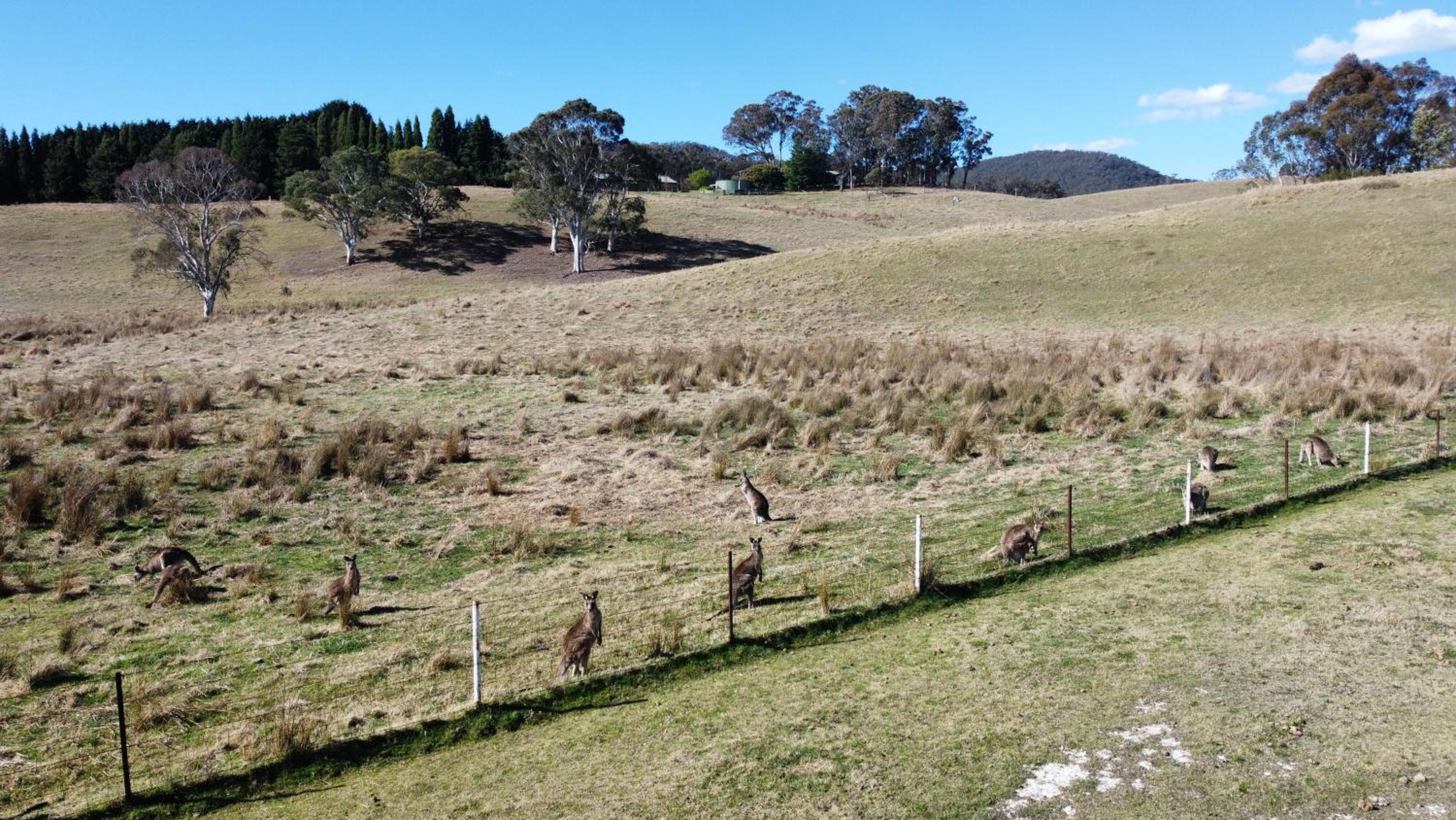 Mountain Culture Farm Stay - pet friendly