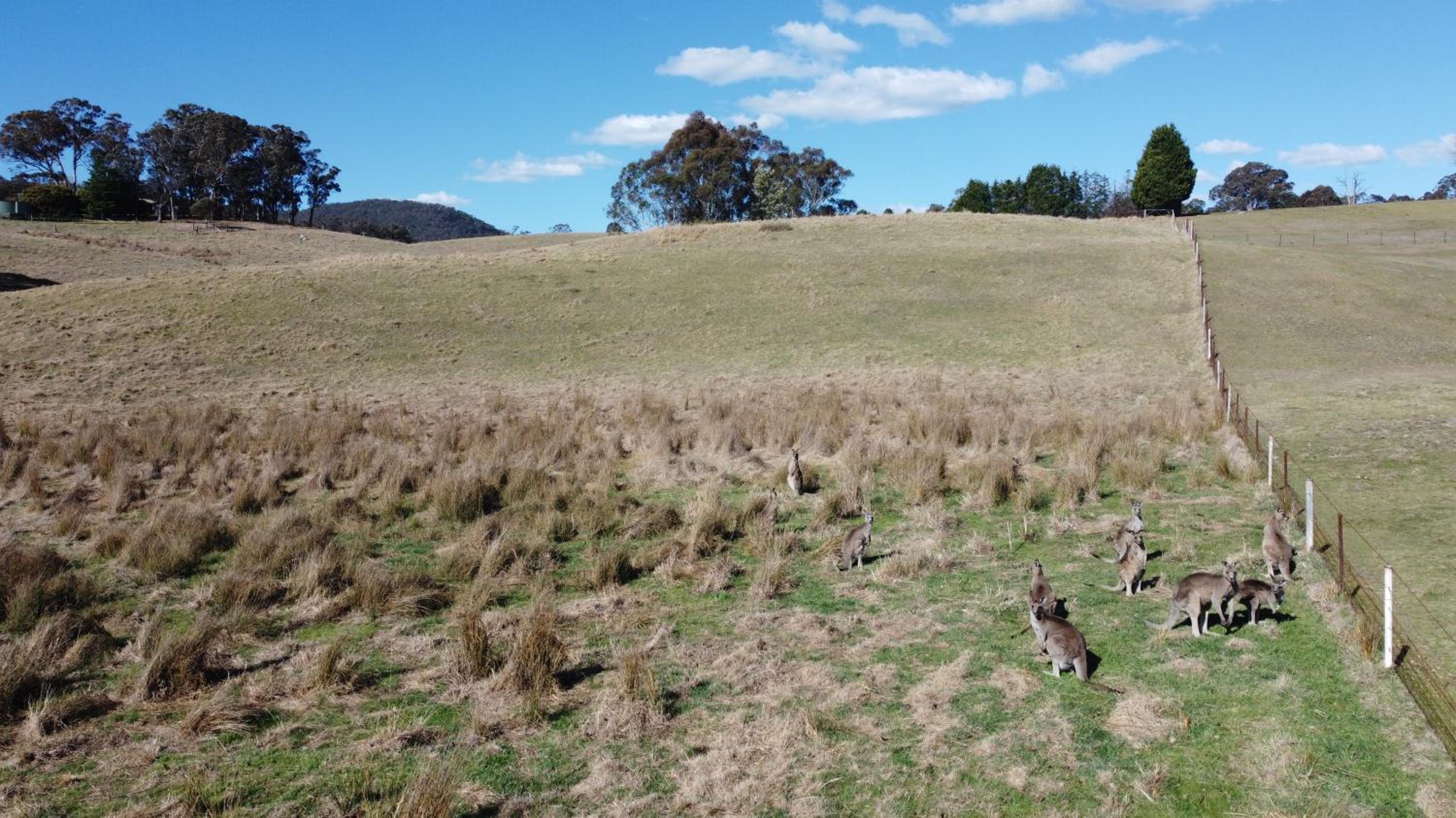 Mountain Culture Farm Stay - pet friendly