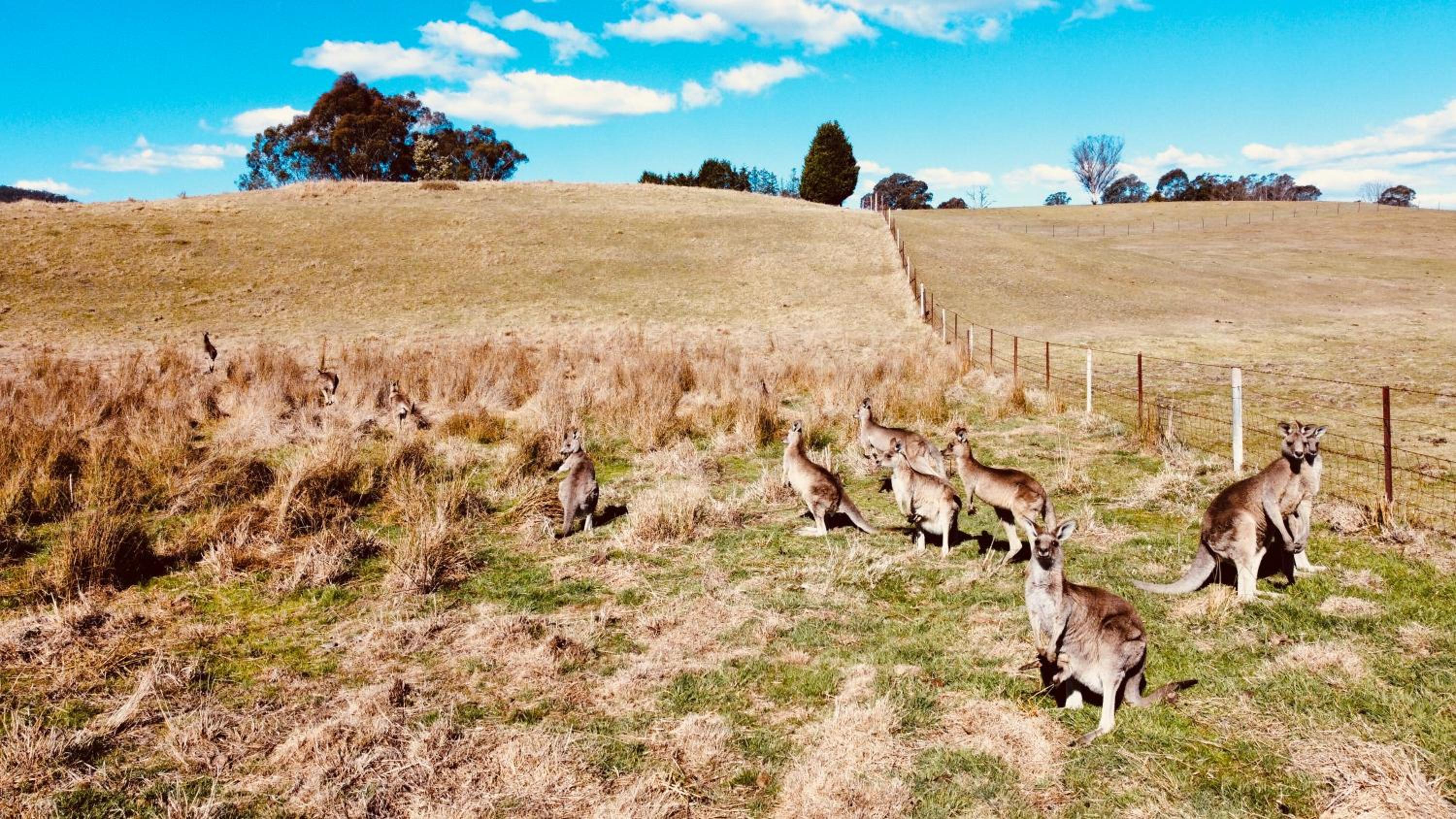 Mountain Culture Farm Stay - pet friendly