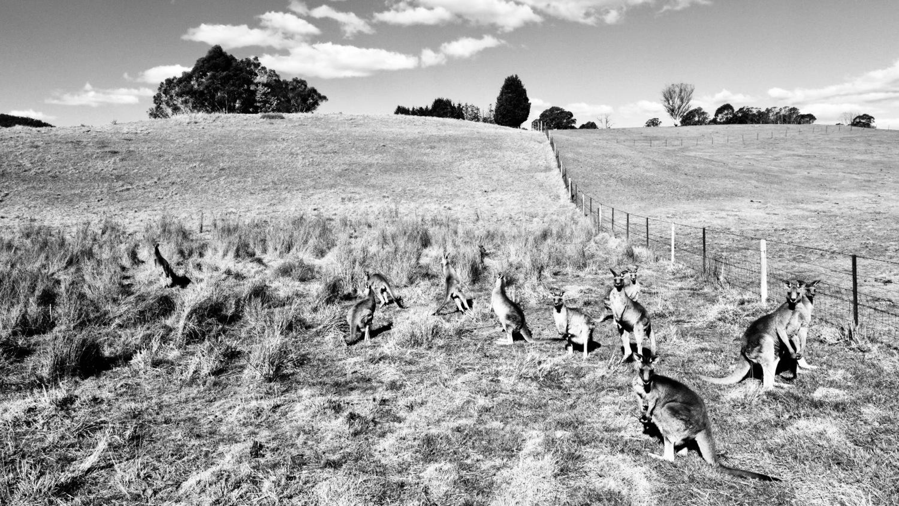 Mountain Culture Farm Stay - pet friendly
