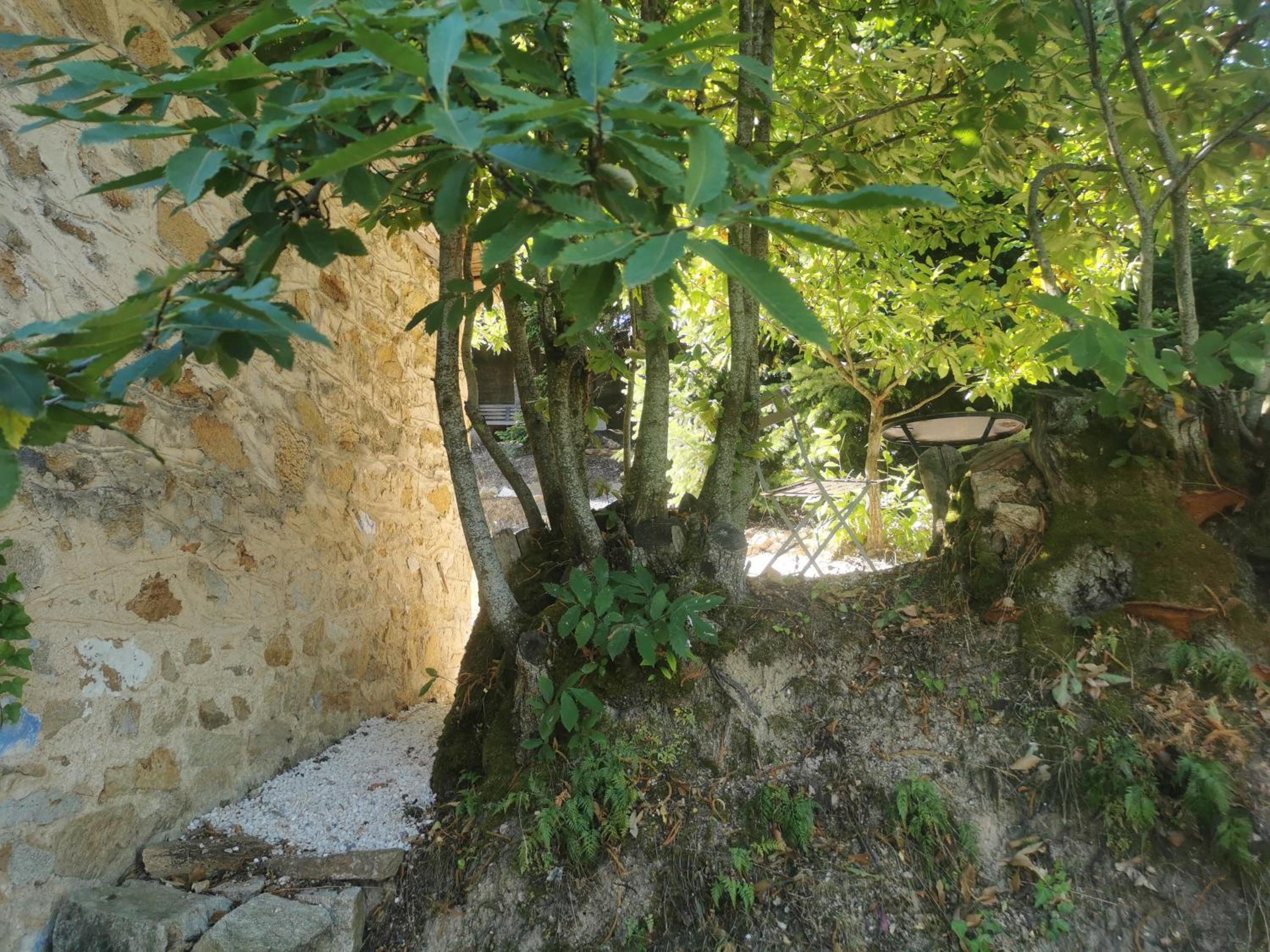 Dendrocopos Medius