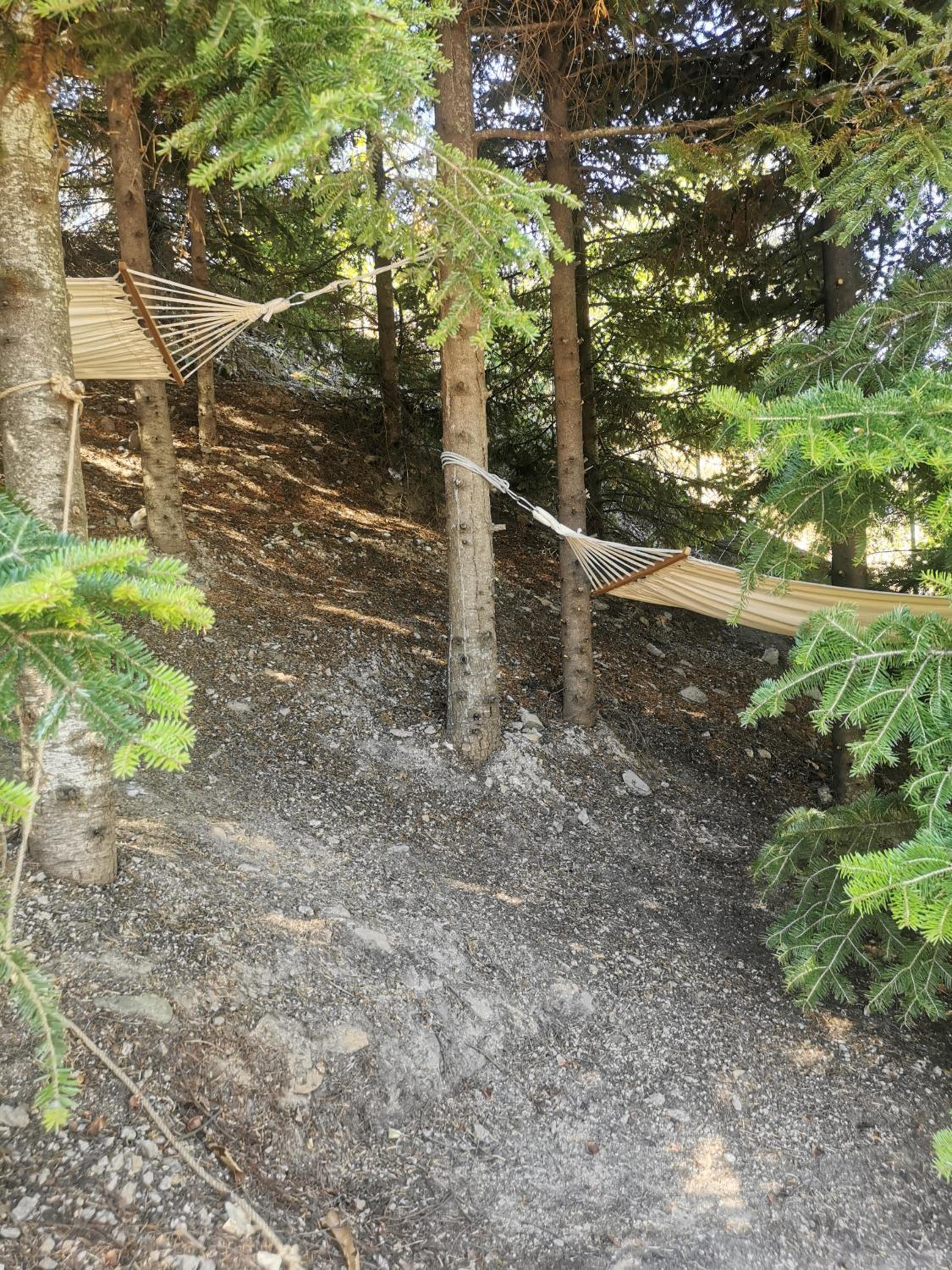 Dendrocopos Medius