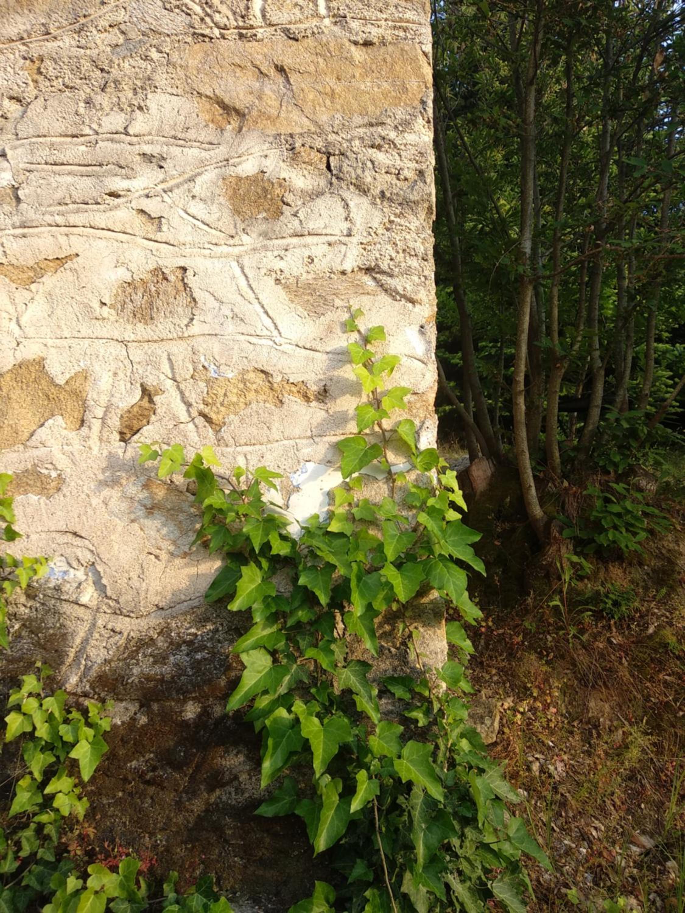 Dendrocopos Medius