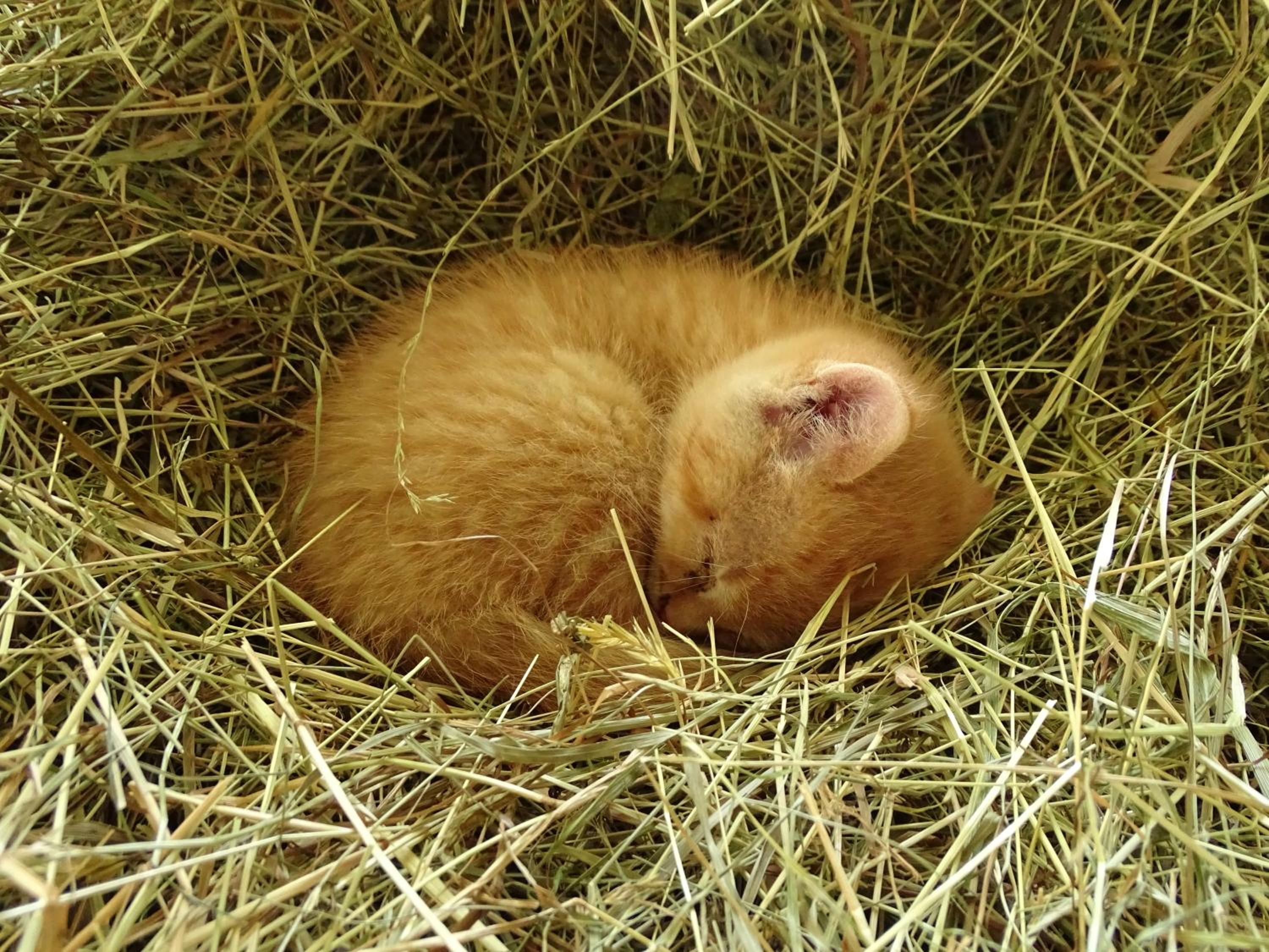 Sunnhof