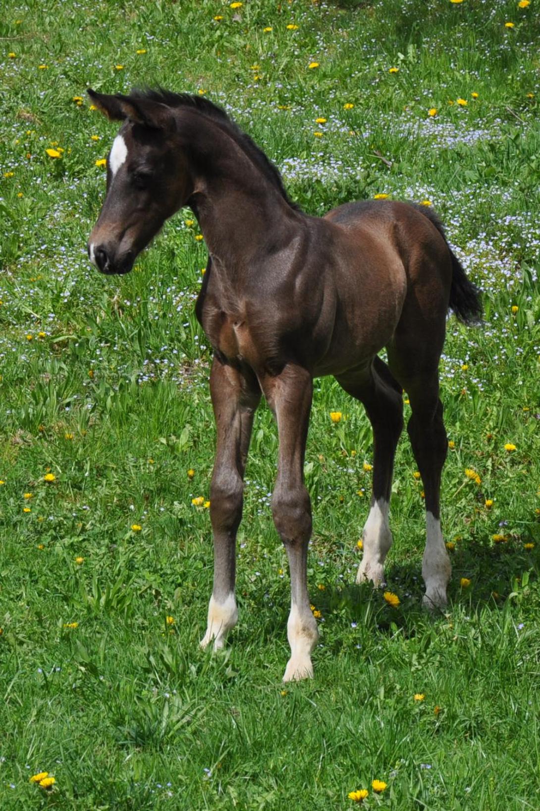 Melchambauer