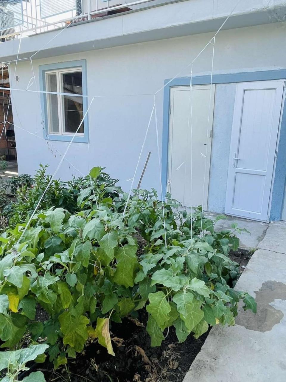 small house with the garden and BBQ