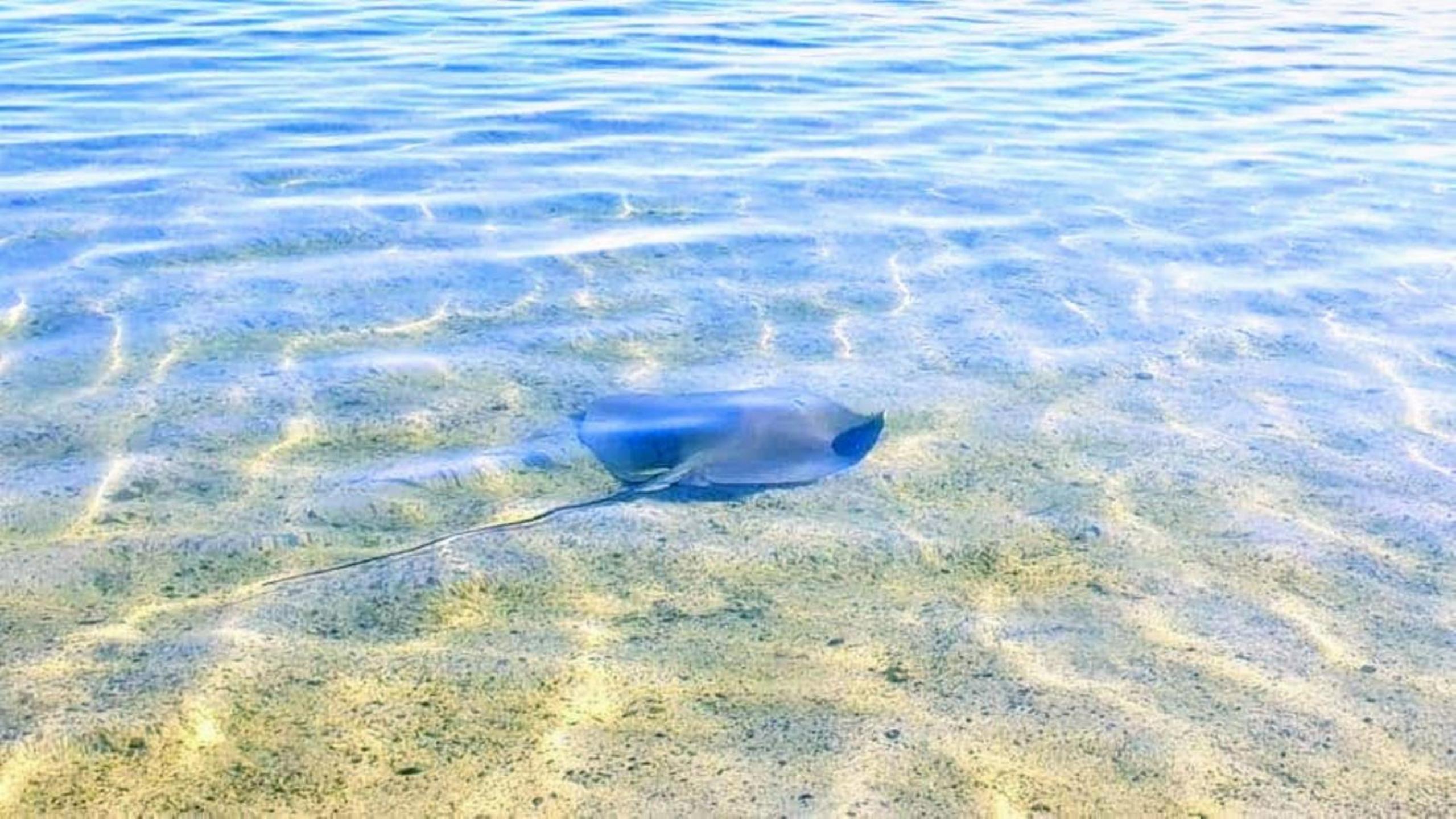 MOOREA - Fare Taina Nui