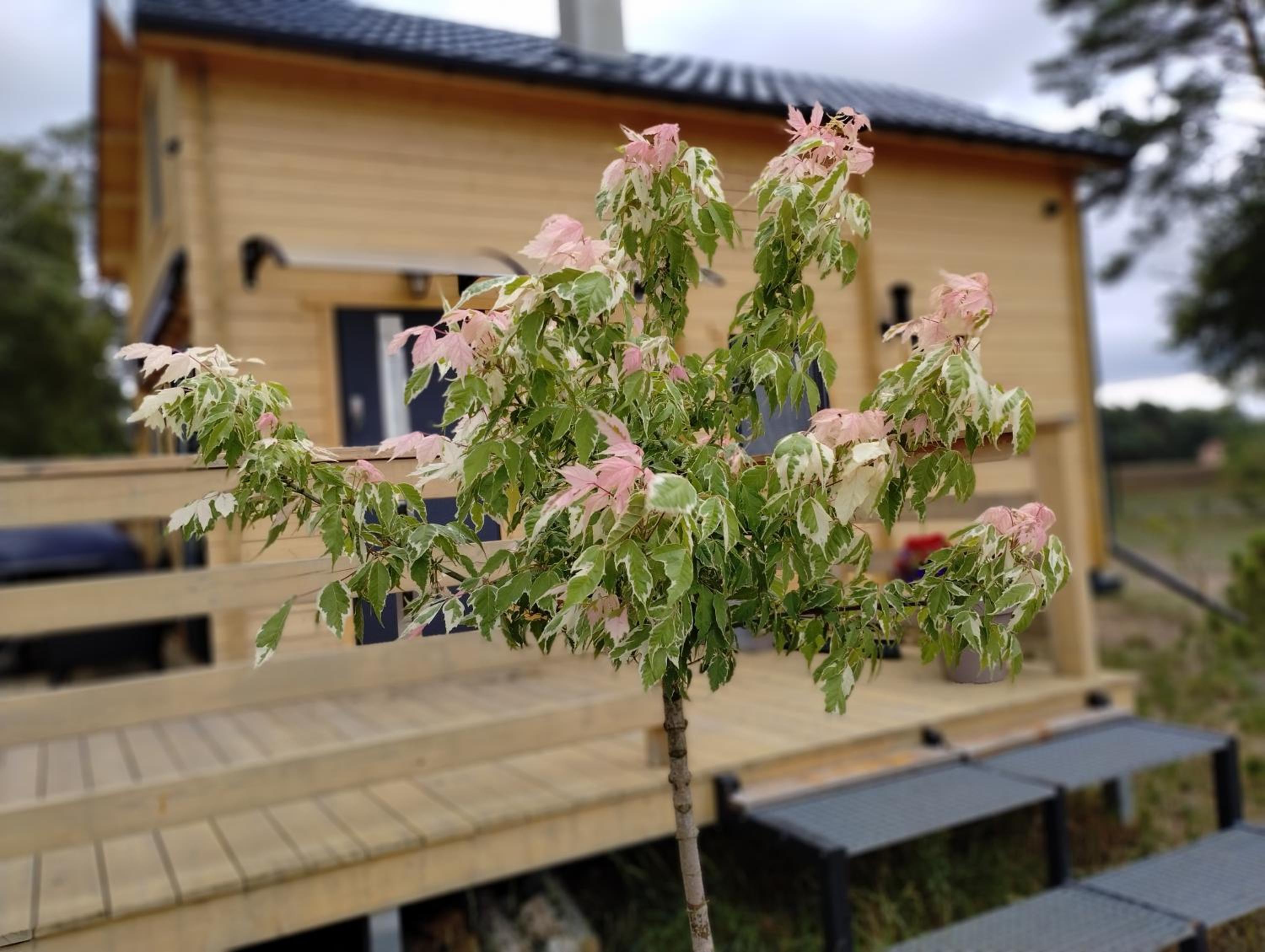 Photo 41