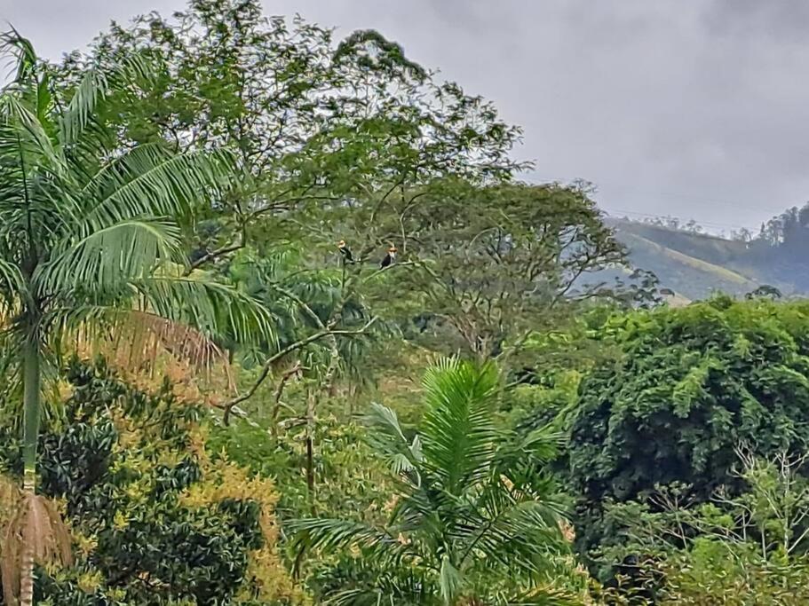 Orobó Kaá - entre a floresta e a vida no campo