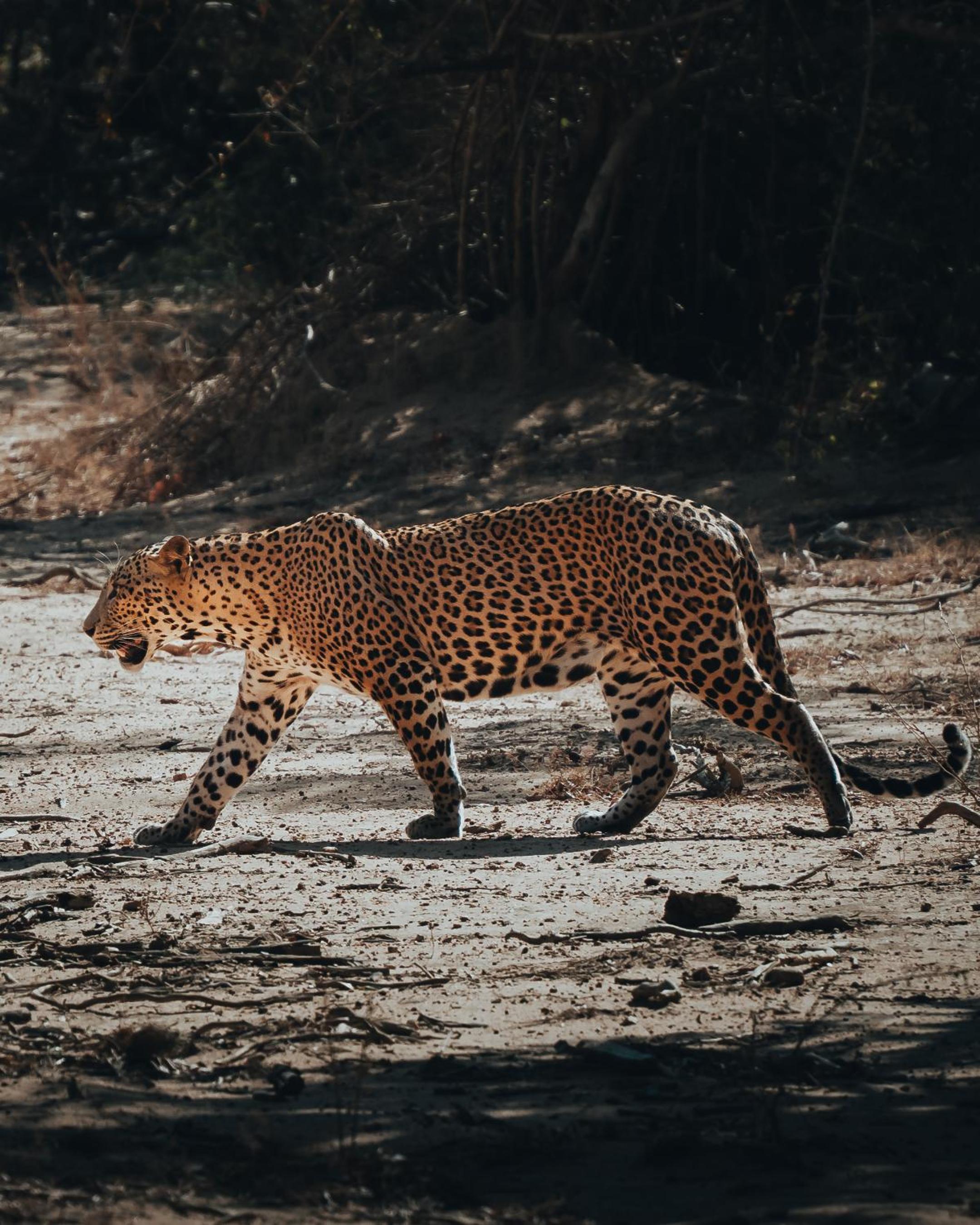 Wild Trails Yala by Suri