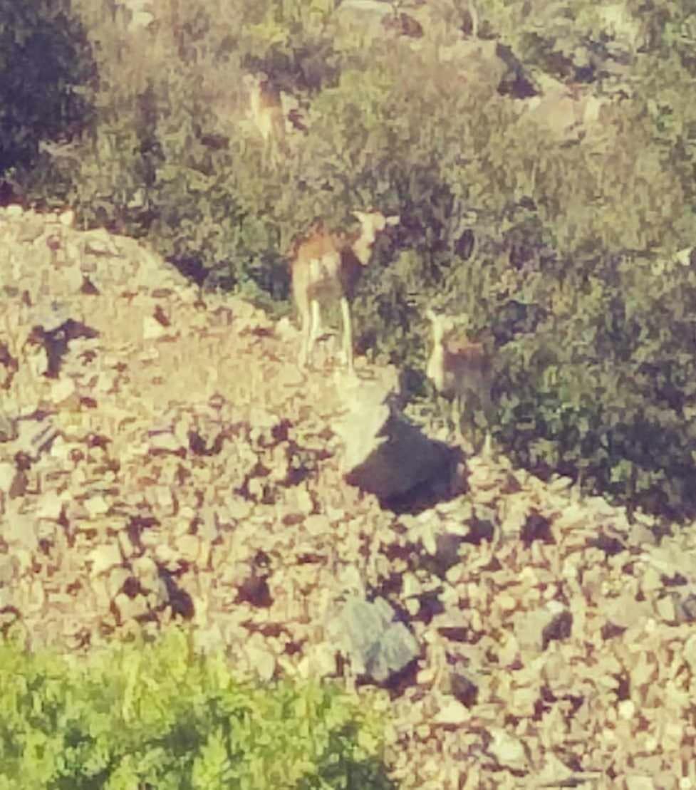 The Mouflon House Pedoulas