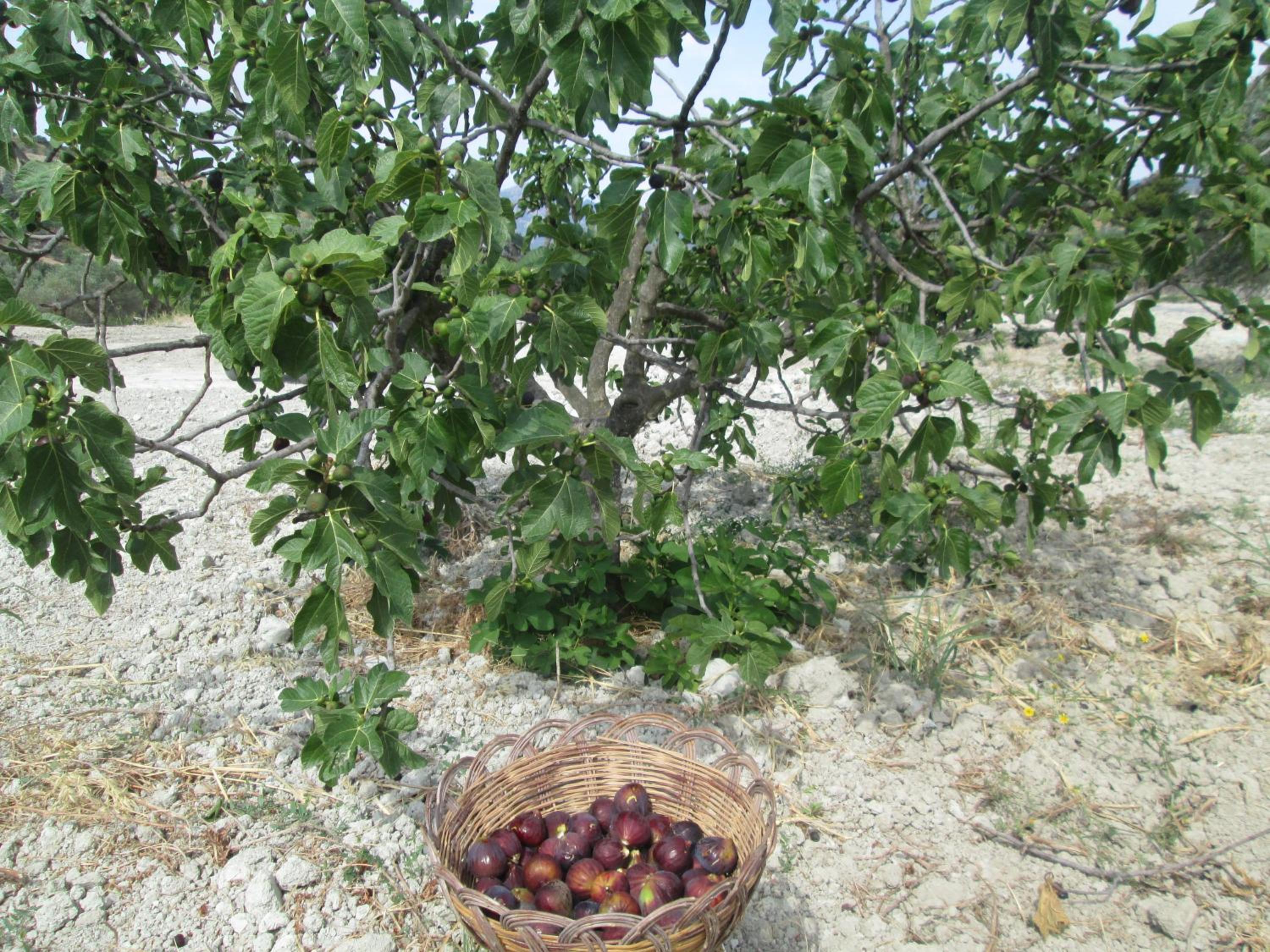 Agriturismo Donna Beatrice