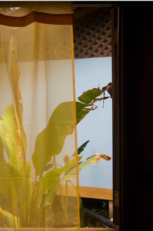 La Boheme: paraiso tropical a la par del centro