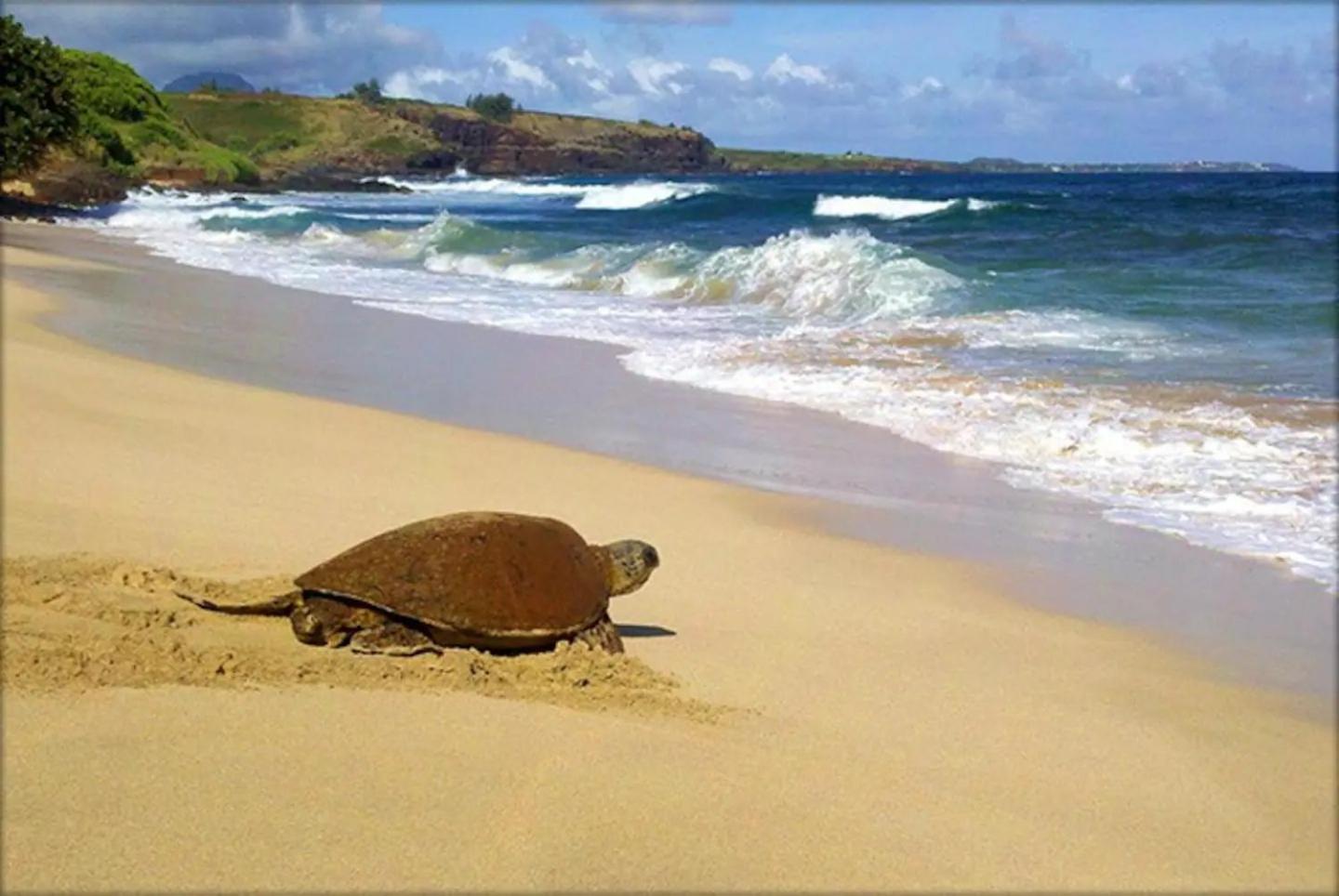 Kiahuna Paradise at Poipu beach, newly remodeled view 4