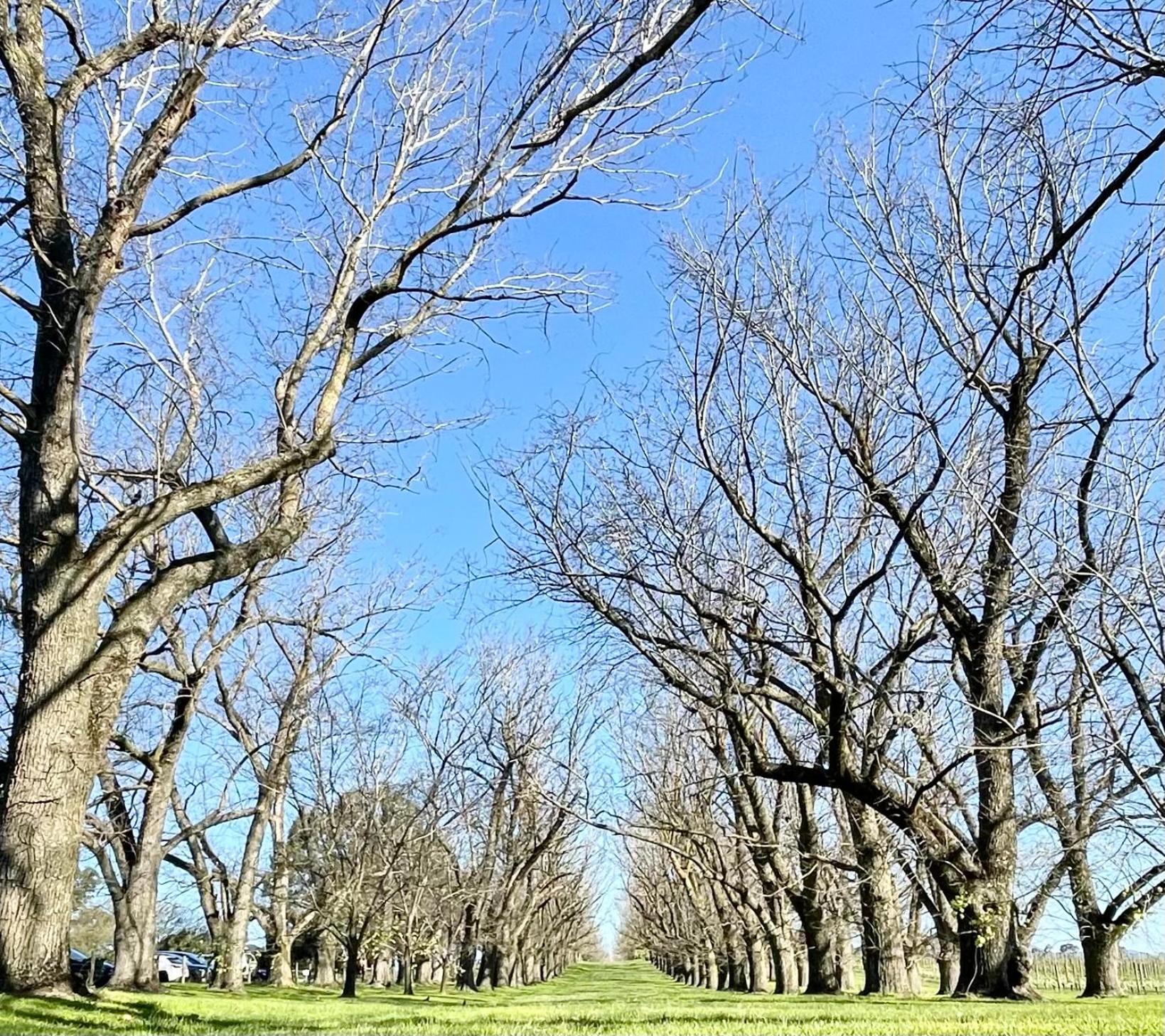 Yarra Gem