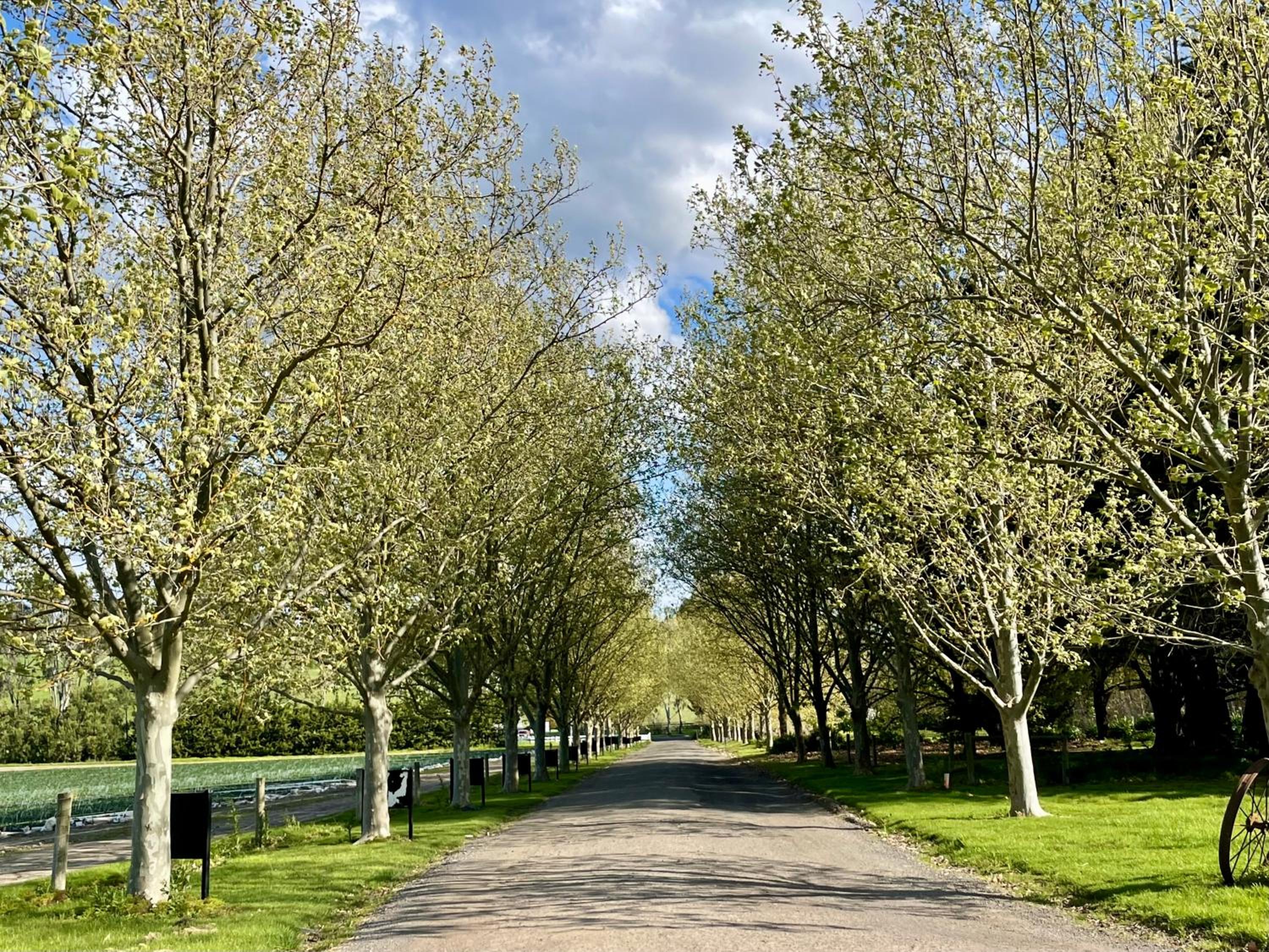 Yarra Gem