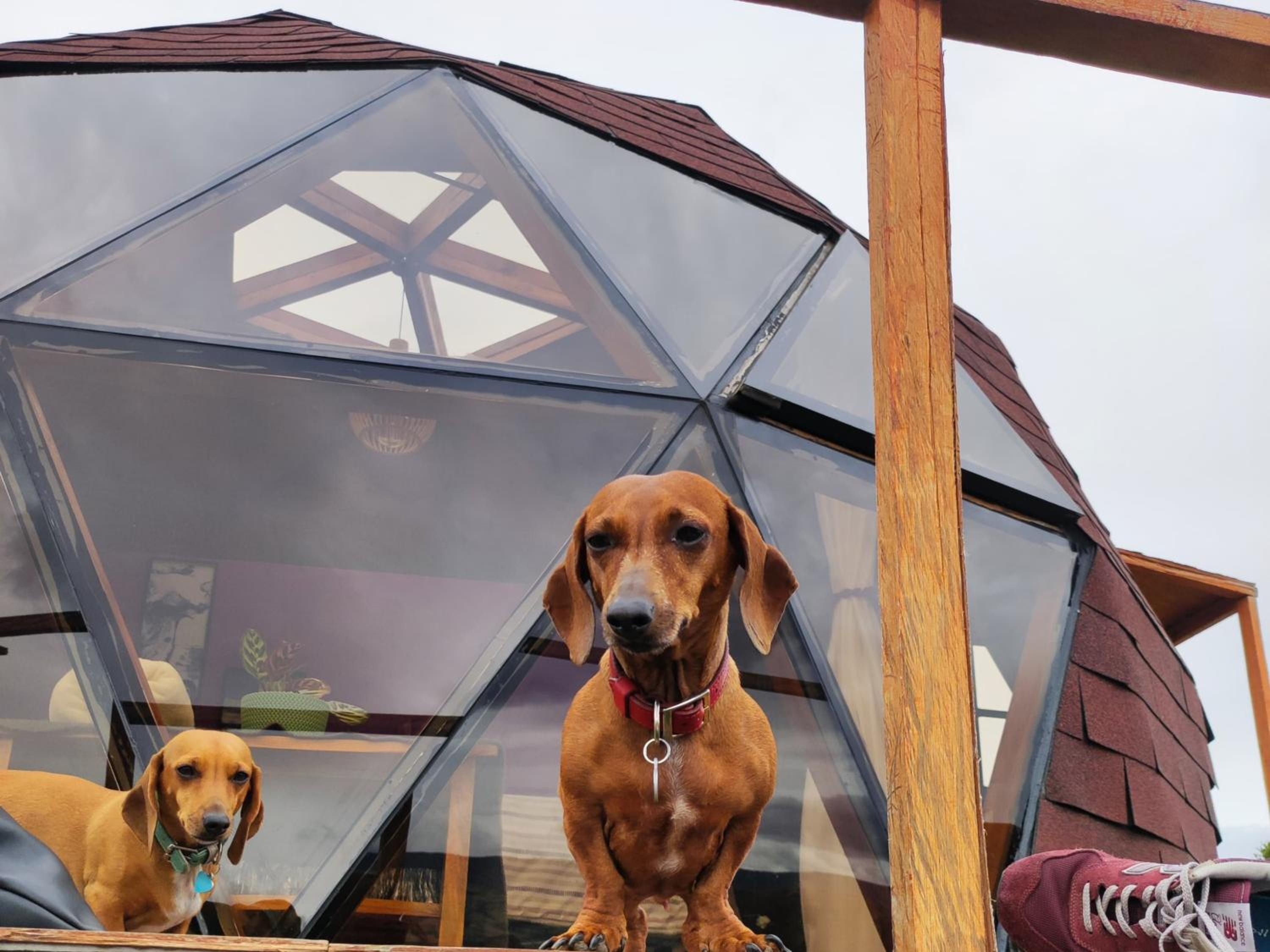 La mirla glamping